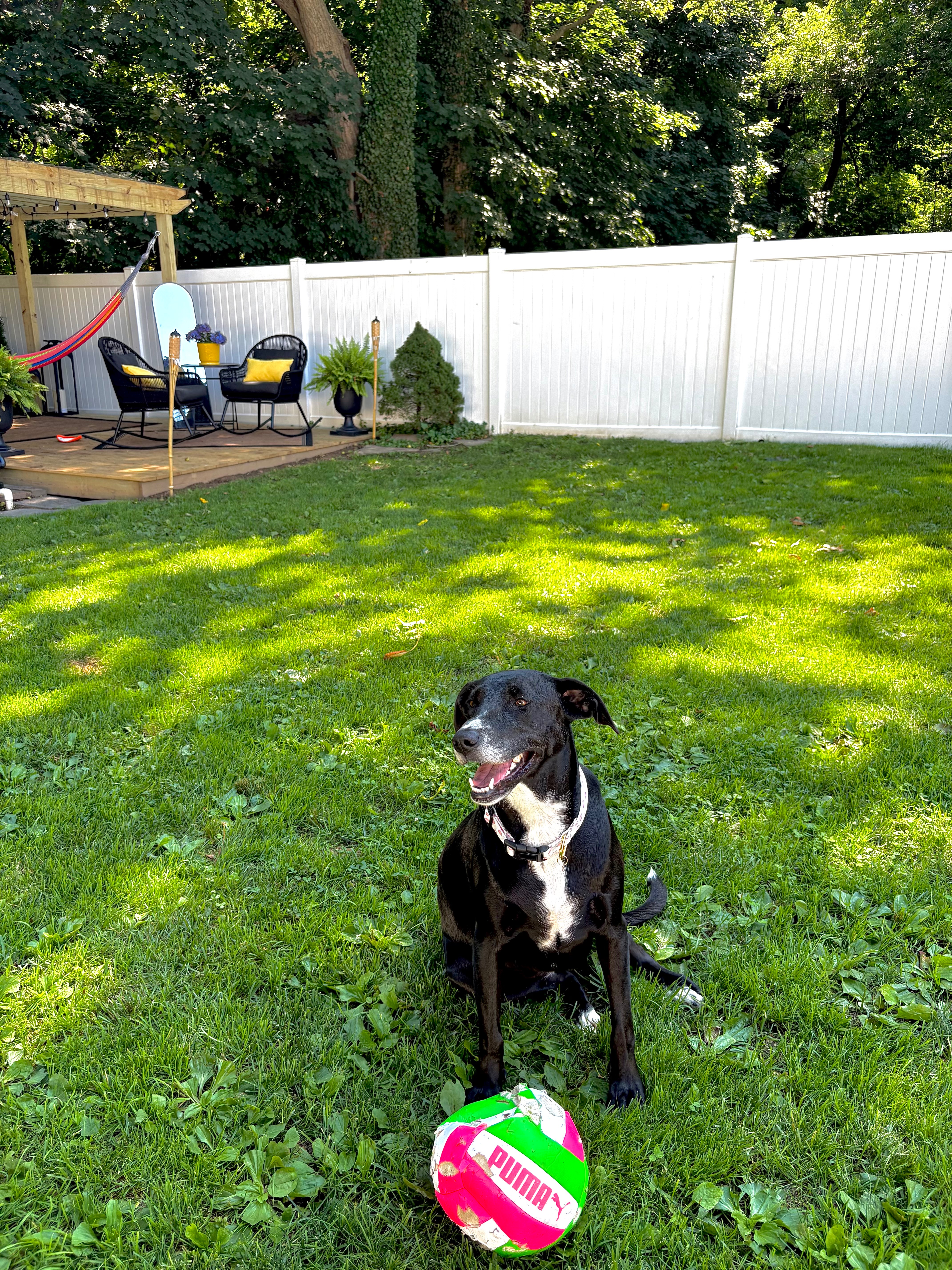 Help Luna Walk and Play Pain-Free Again campaign photo, 4 of 8