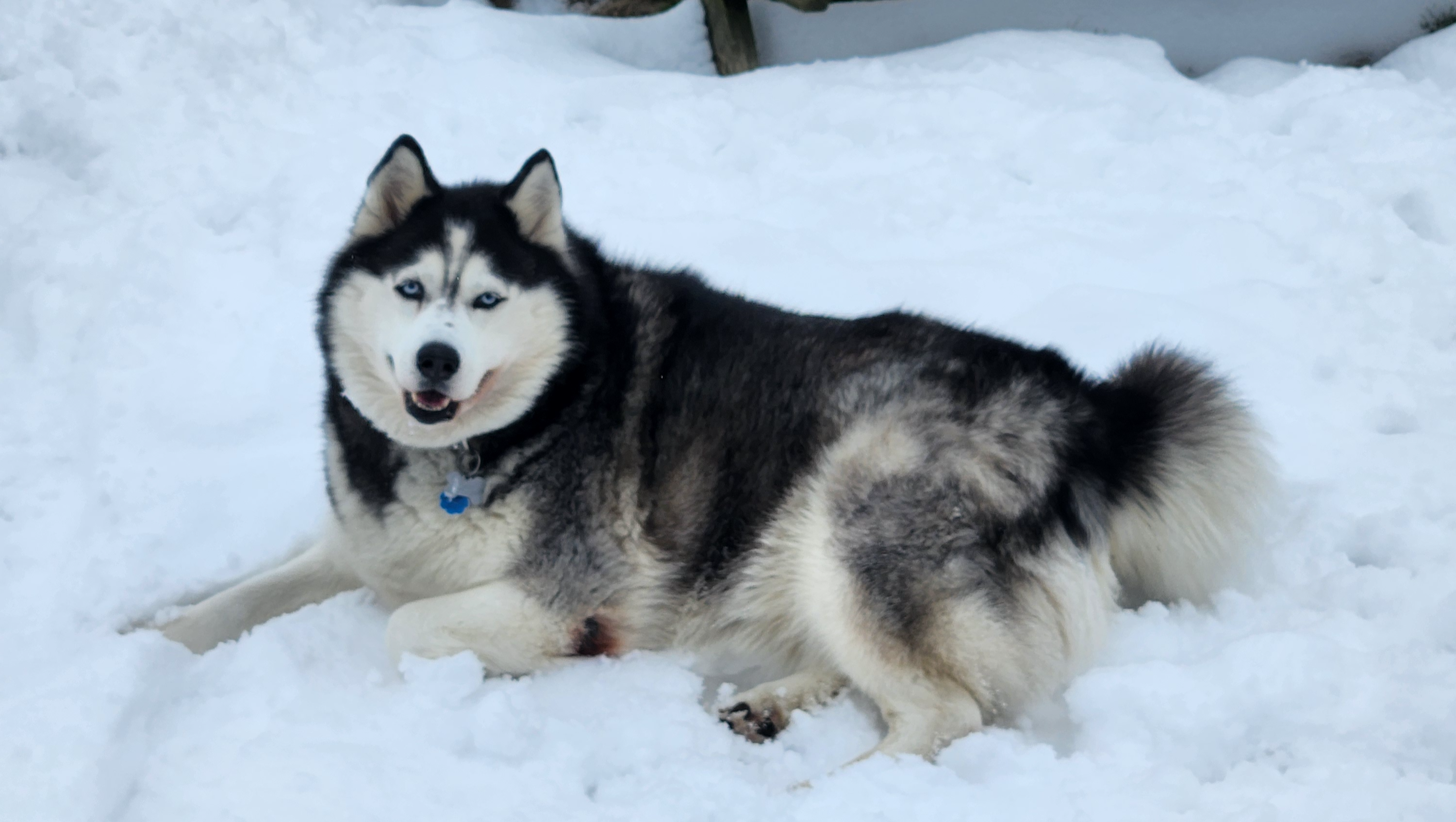 Healing Apache's Leg with Your Help photo