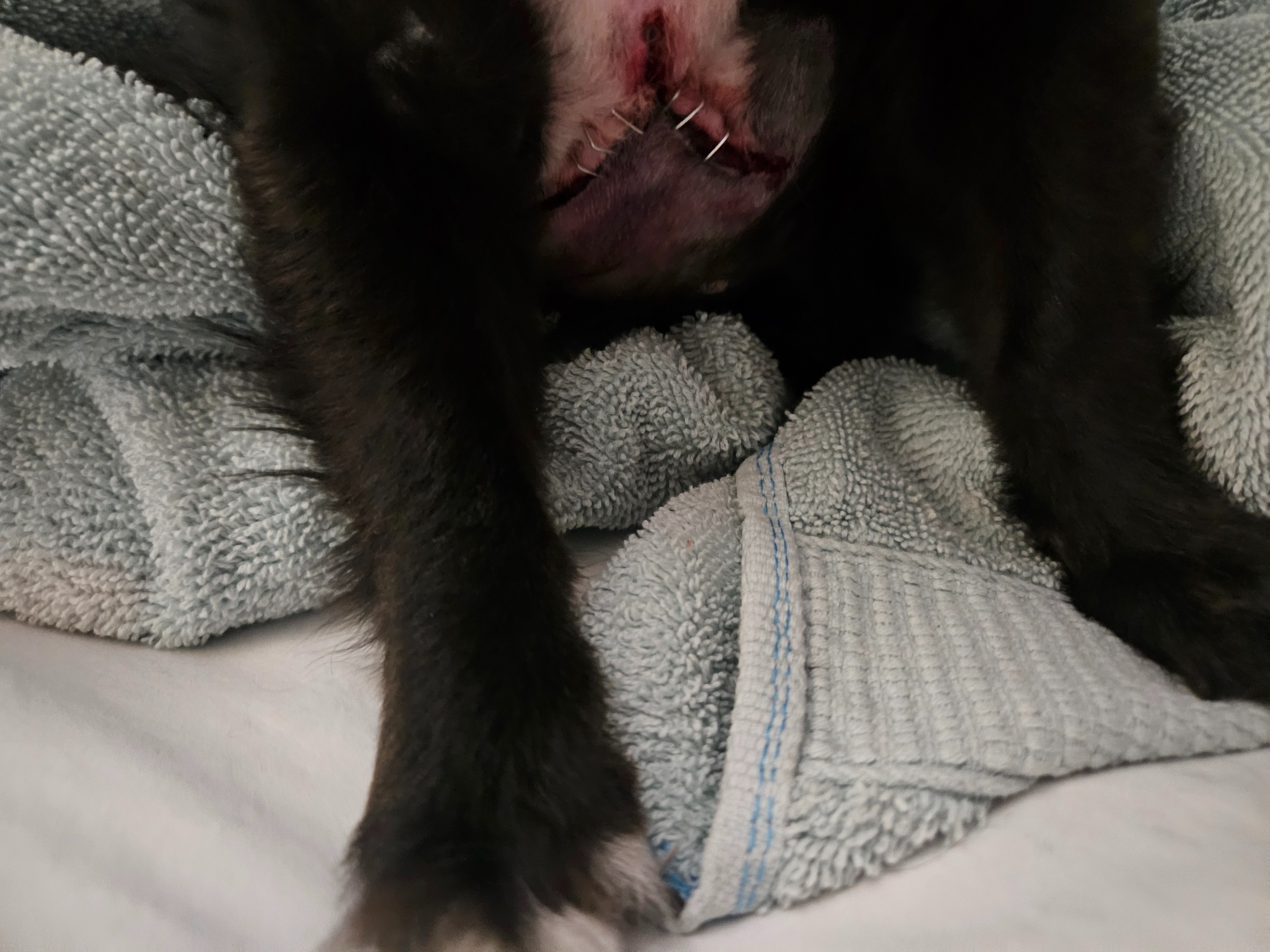 Help Remi Heal After Emergency Surgery campaign photo, 6 of 7