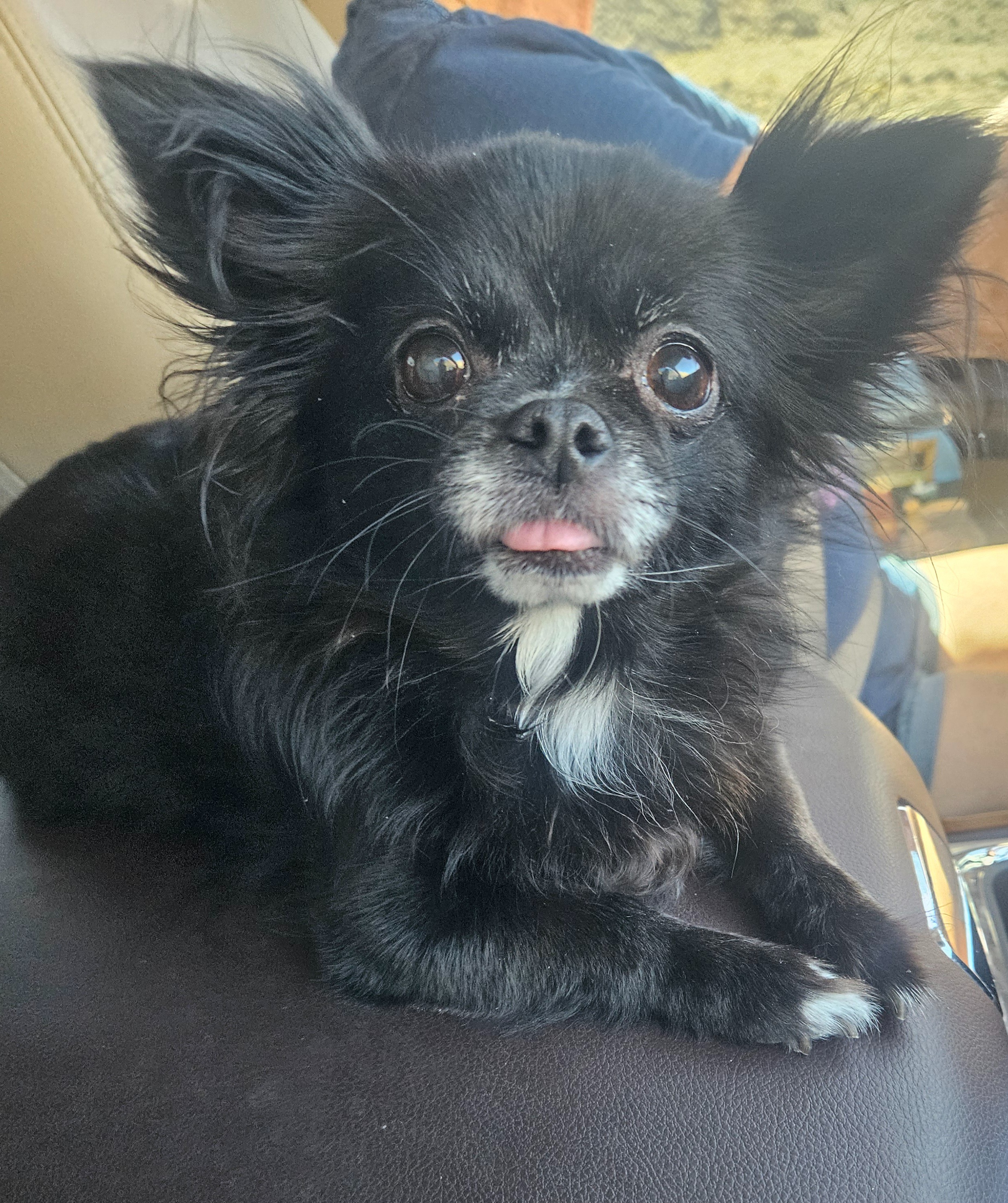 Help Remi Heal After Emergency Surgery campaign photo, 2 of 7
