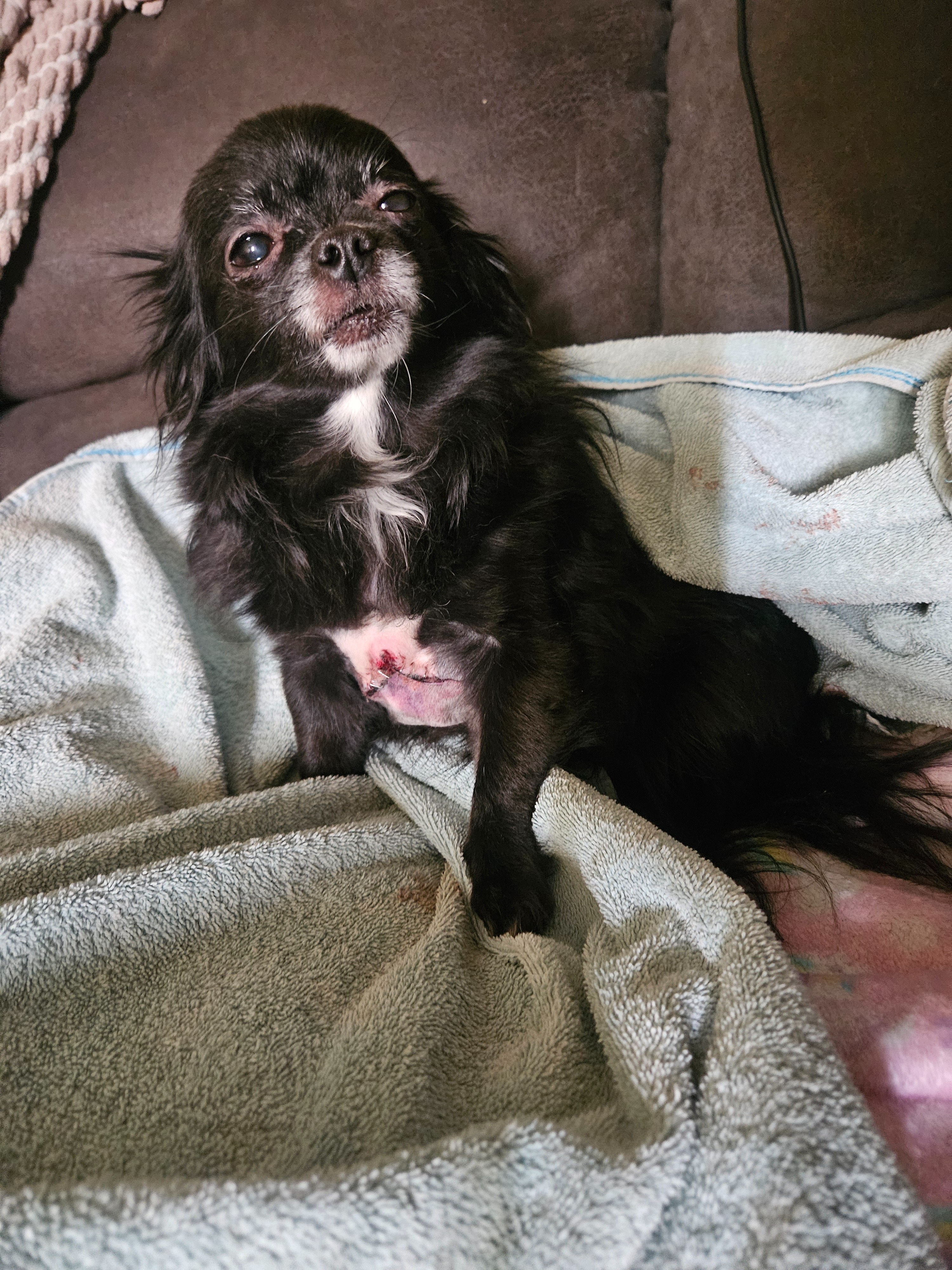 Help Remi Heal After Emergency Surgery campaign photo, 4 of 7