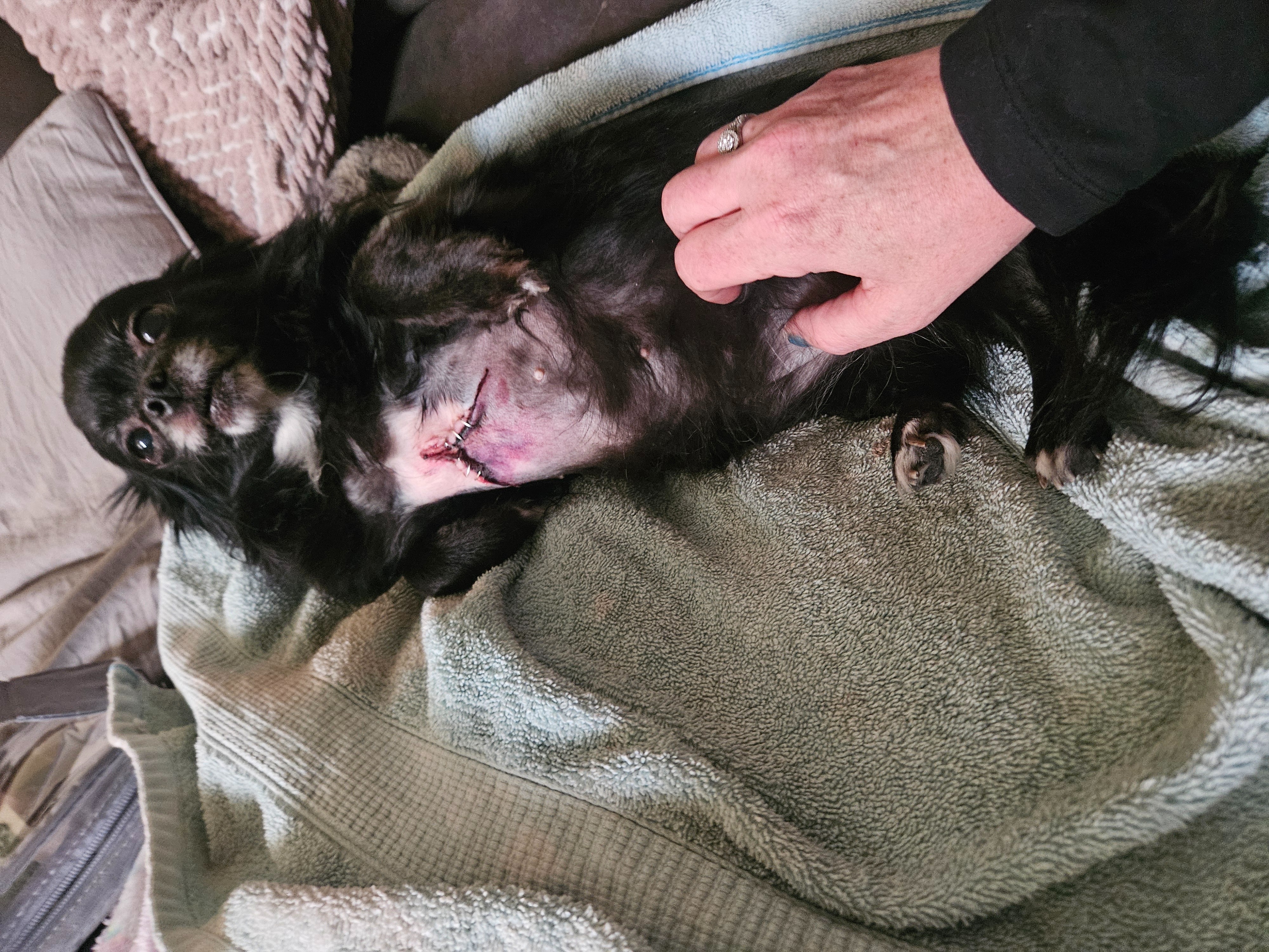 Help Remi Heal After Emergency Surgery campaign photo, 5 of 7