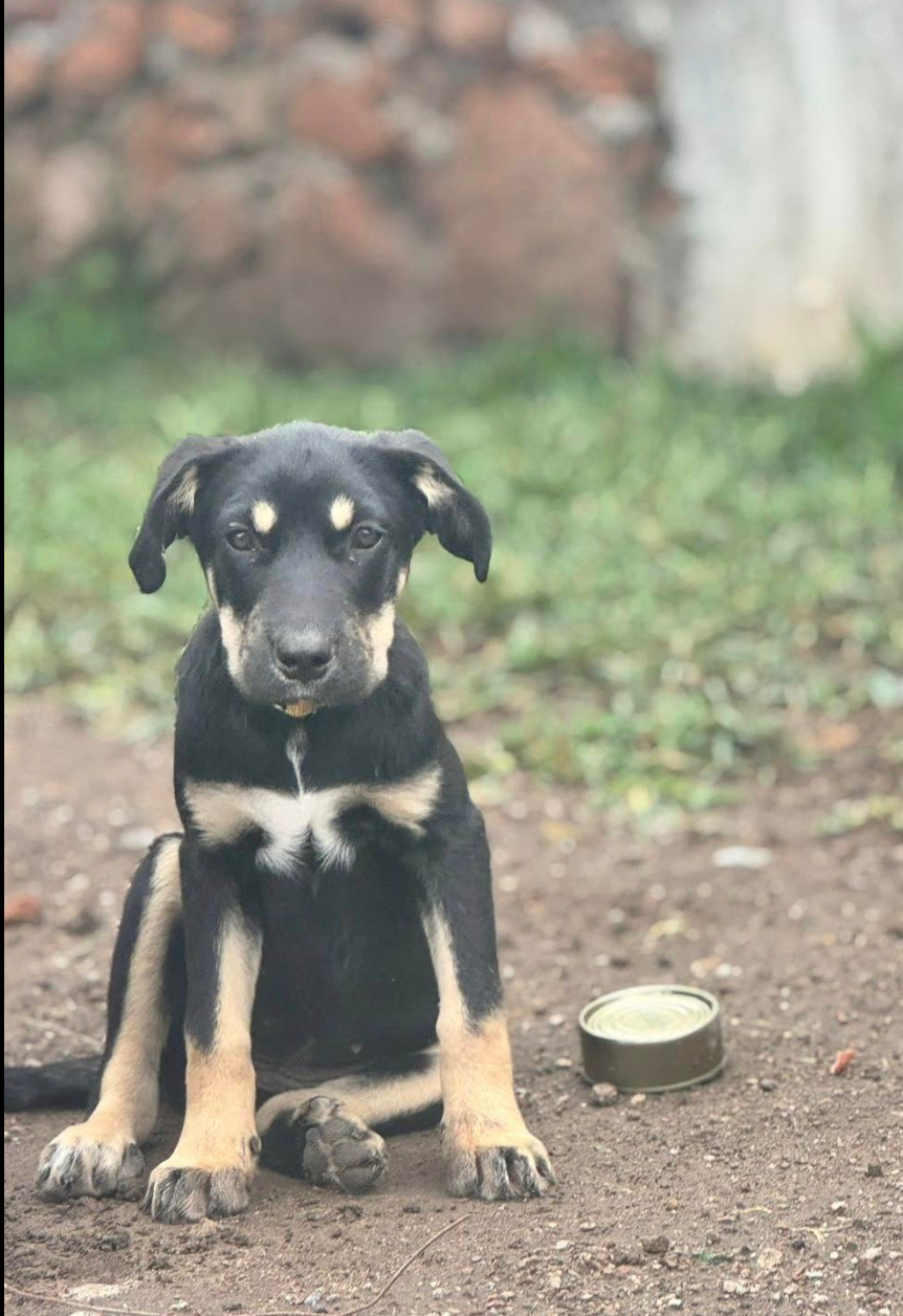 Apoya Guardianes de Tx-Support Dogs in Tequisquiapan, Qro. campaign photo, 2 of 5