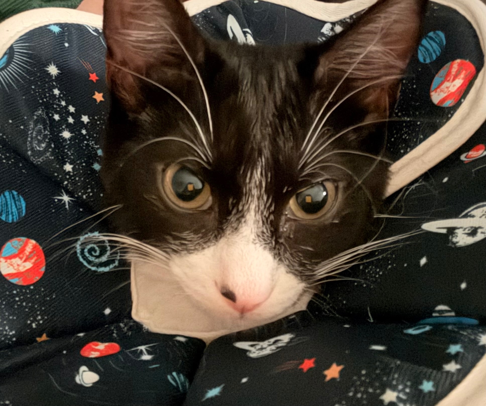 Help Ophelia Recover After Emergency Surgery campaign photo, 7 of 8