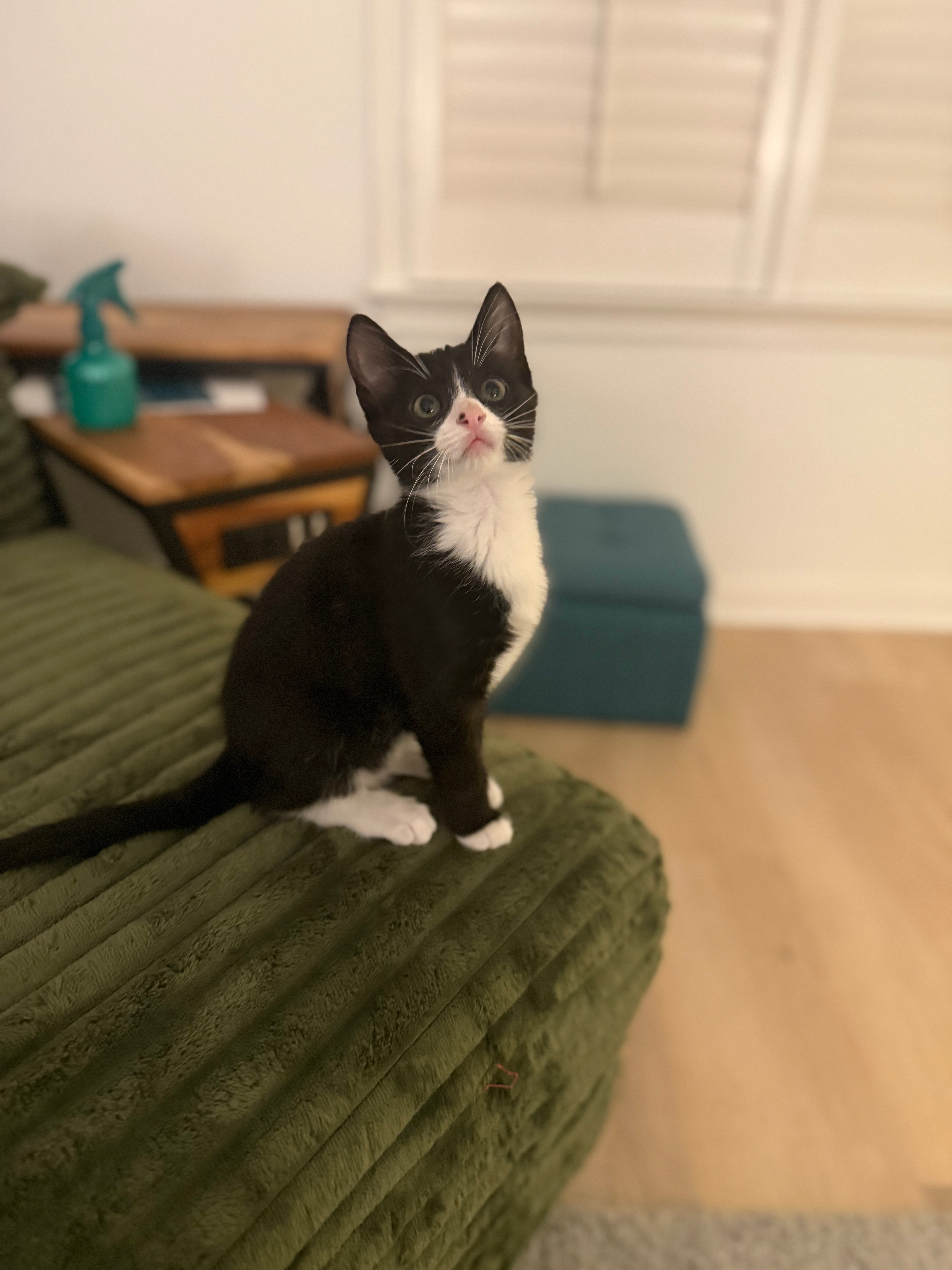 Help Ophelia Recover After Emergency Surgery campaign photo, 2 of 8