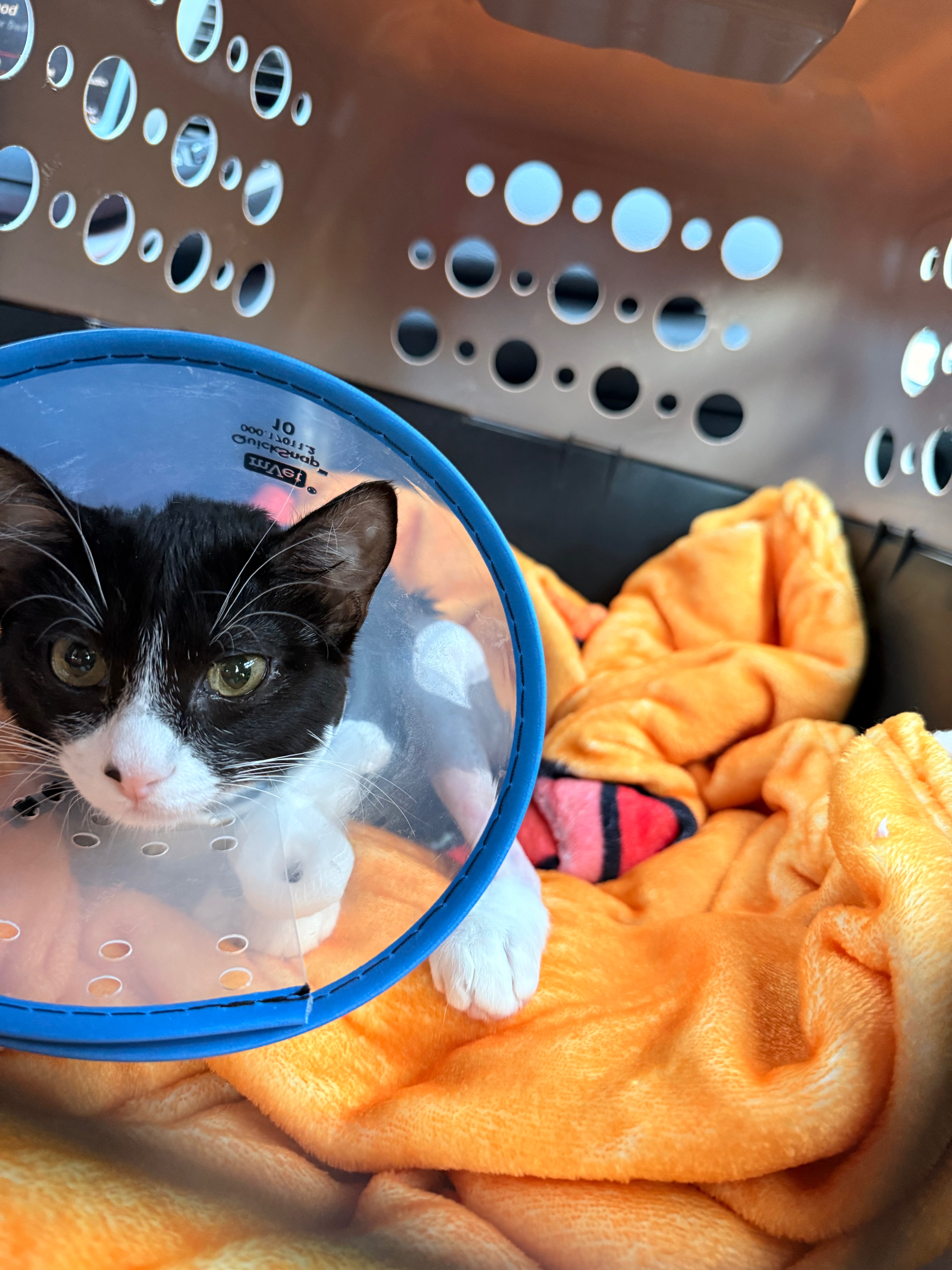 Help Ophelia Recover After Emergency Surgery campaign photo, 4 of 8