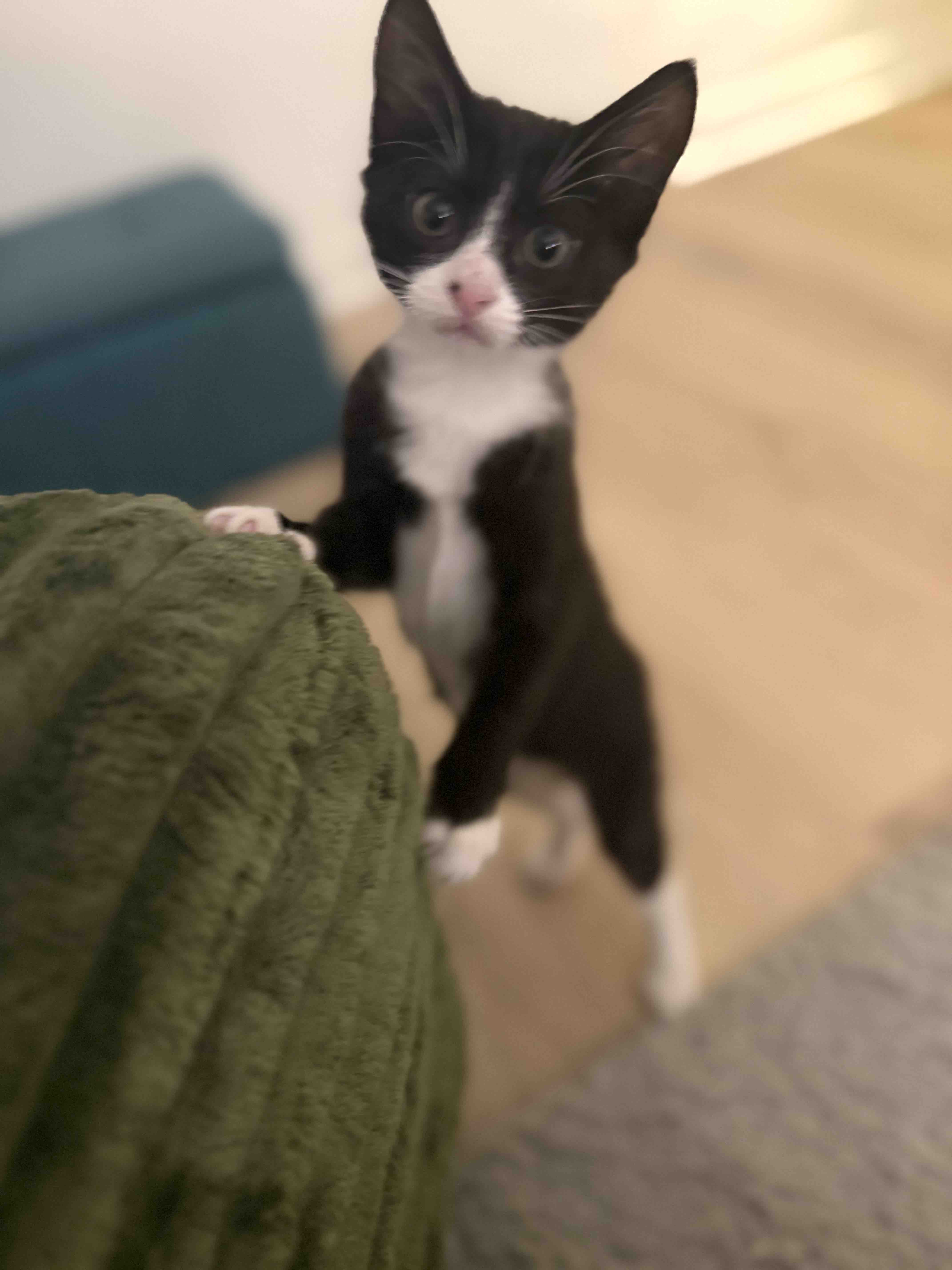 Help Ophelia Recover After Emergency Surgery campaign photo, 6 of 8