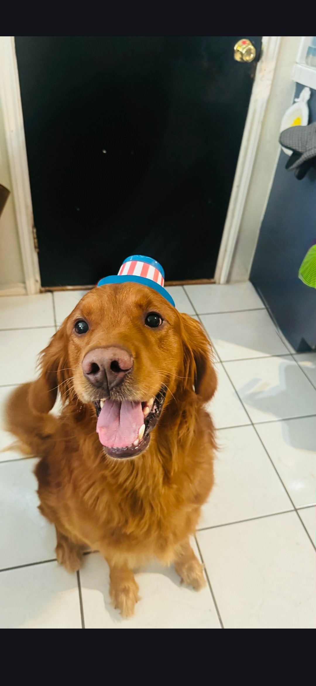 Support Charlie’s Emergency Vet Care campaign photo, 2 of 8