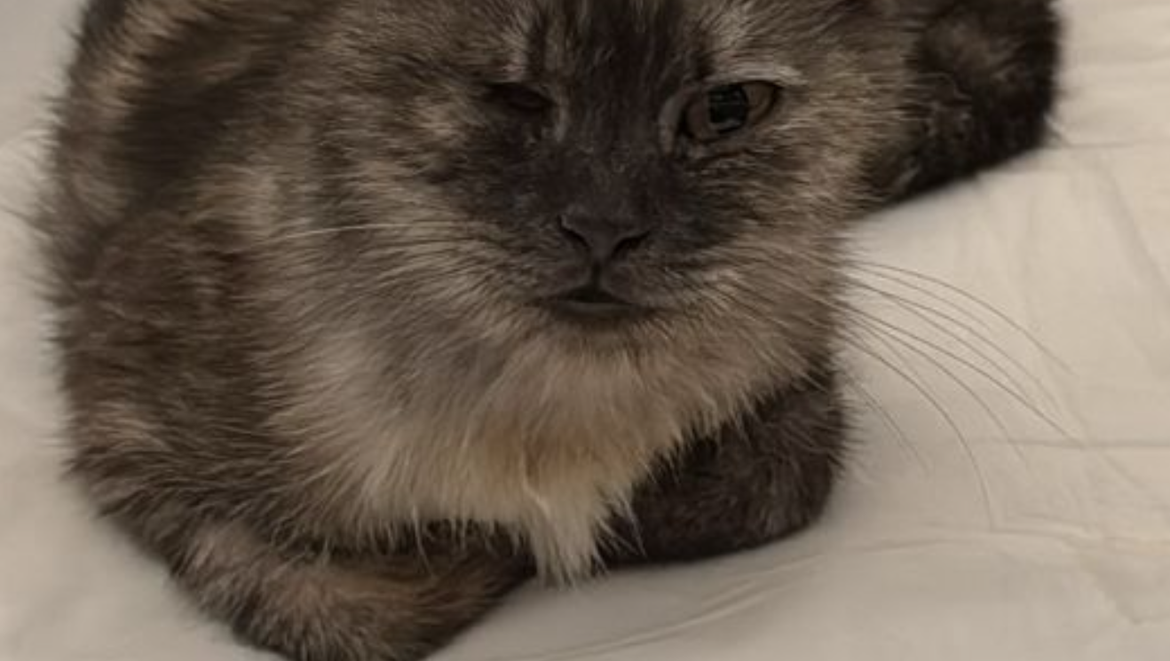 Help Me Save Medina 