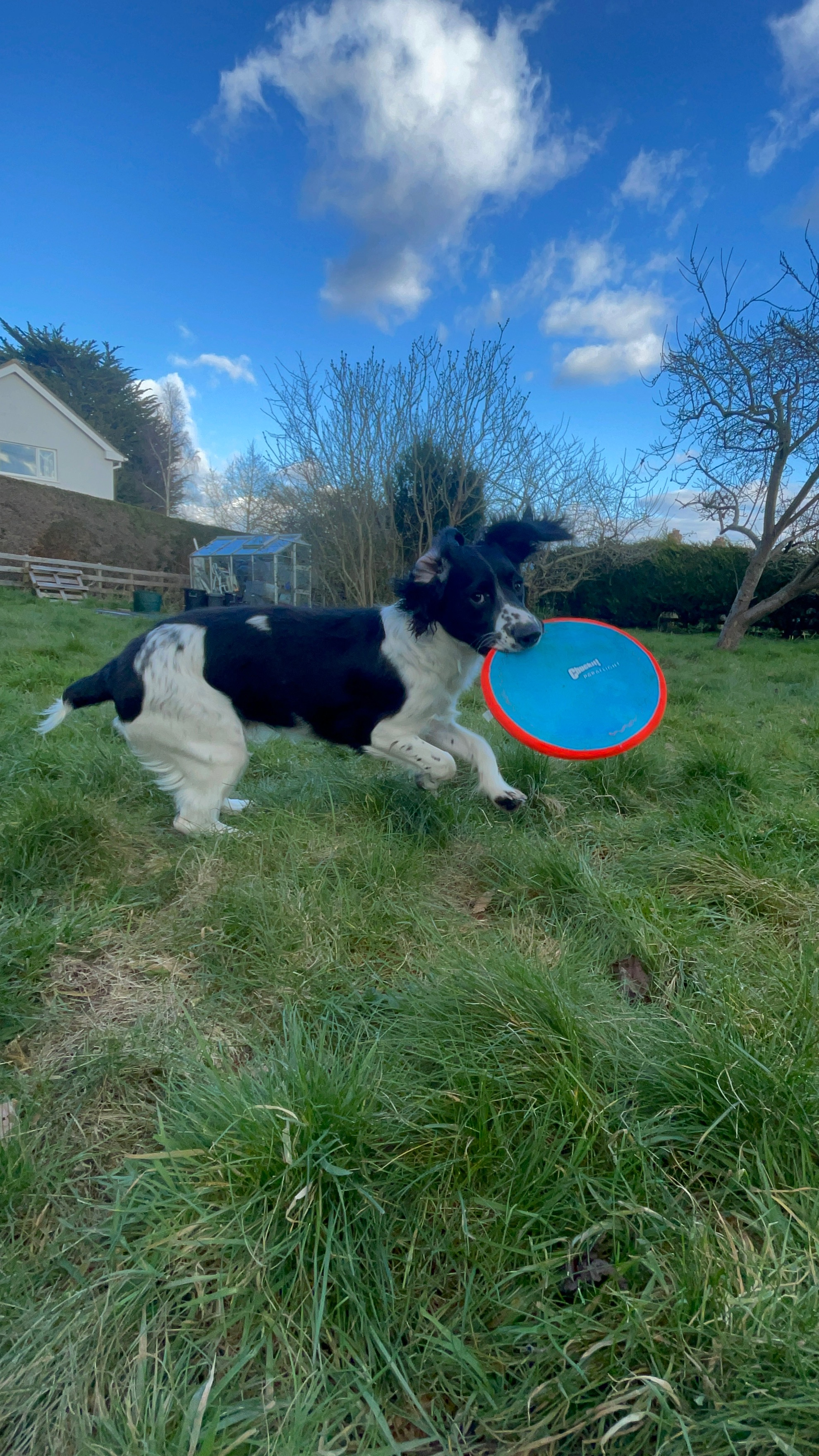 Help Vinnie The Sprocker Spaniel Heal From A Hit And Run campaign photo, 7 of 8
