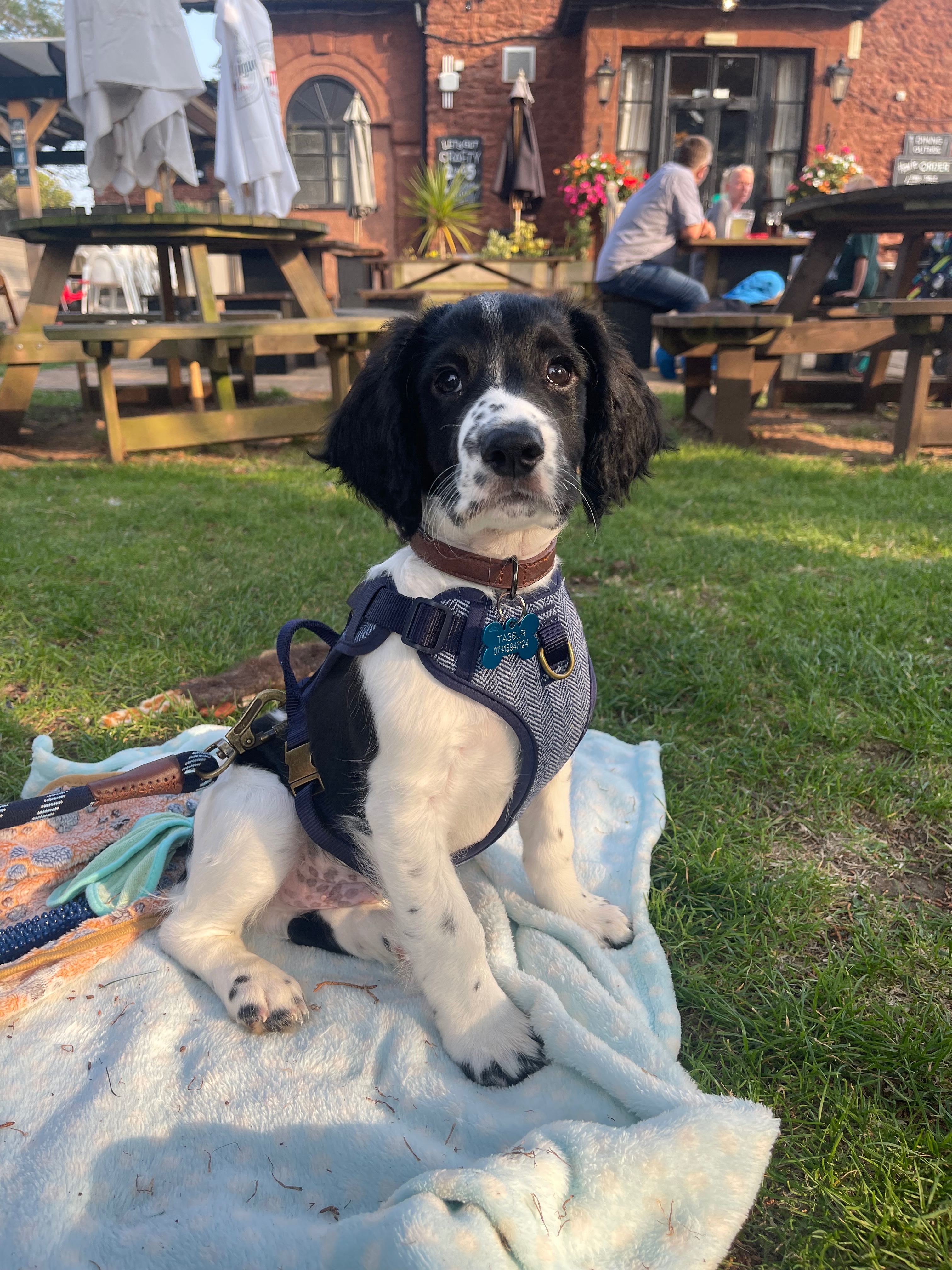 Help Vinnie The Sprocker Spaniel Heal From A Hit And Run campaign photo, 2 of 8