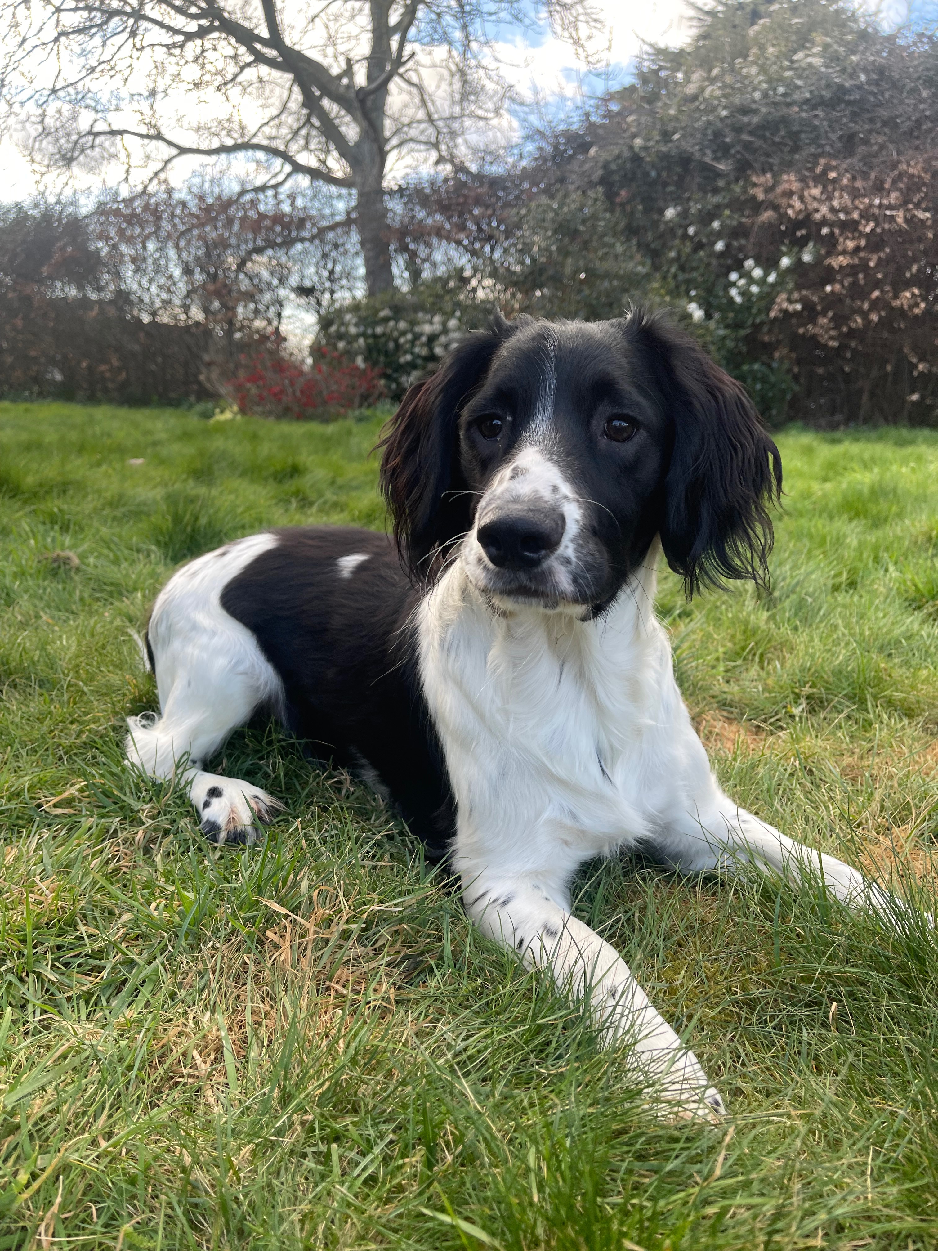 Help Vinnie The Sprocker Spaniel Heal From A Hit And Run campaign photo, 4 of 8