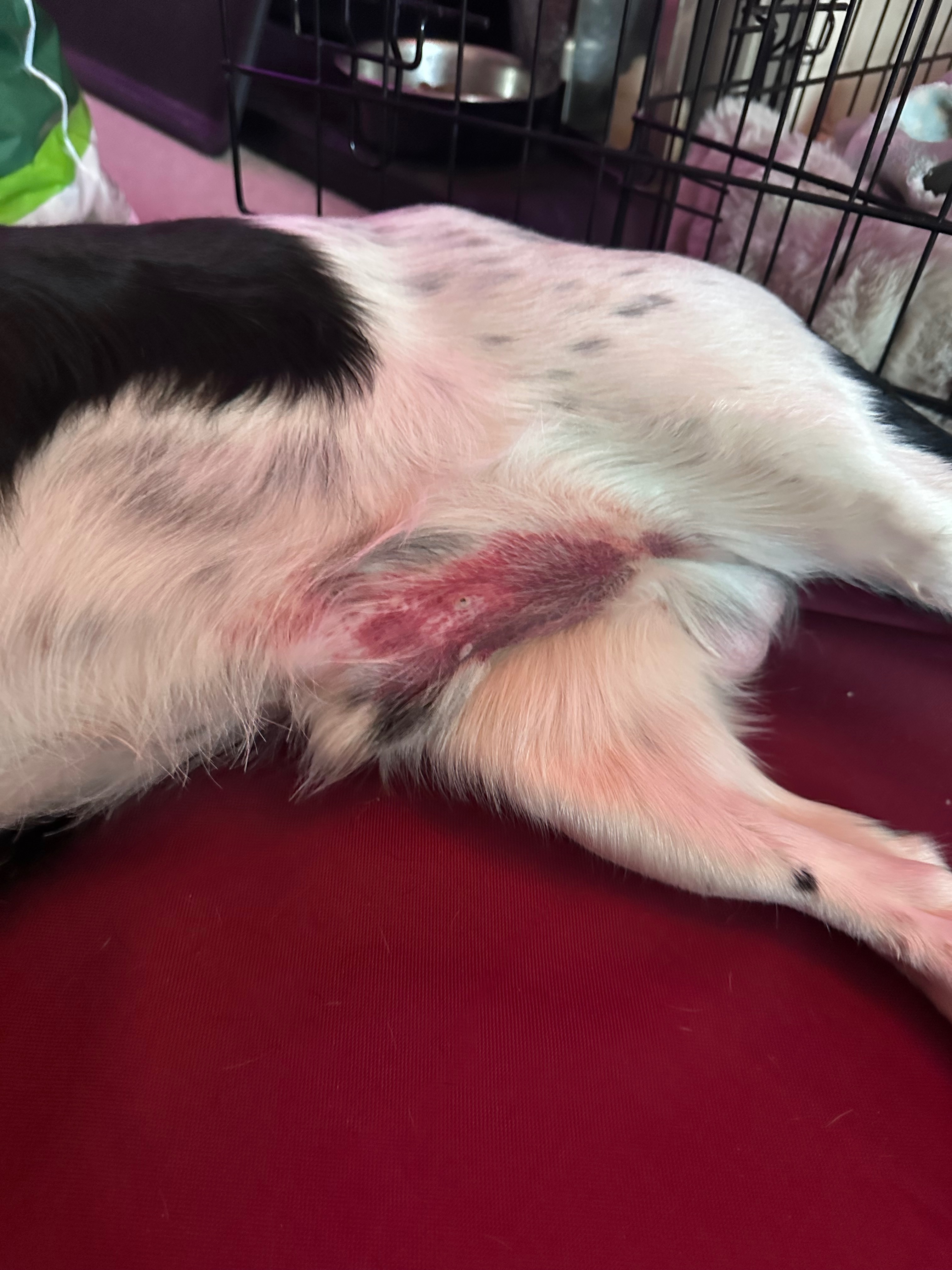 Help Vinnie The Sprocker Spaniel Heal From A Hit And Run campaign photo, 5 of 8