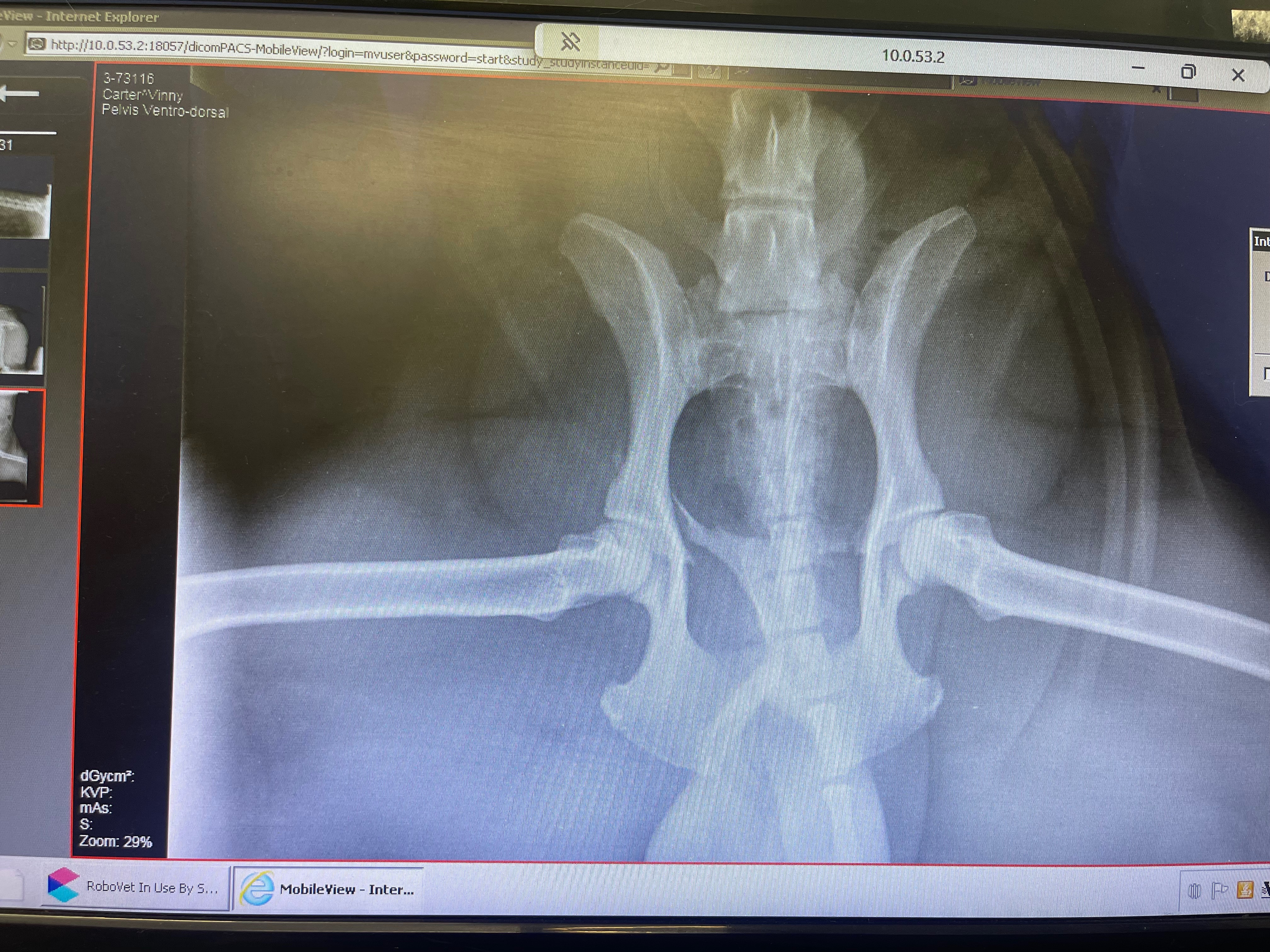 Help Vinnie The Sprocker Spaniel Heal From A Hit And Run campaign photo, 6 of 8