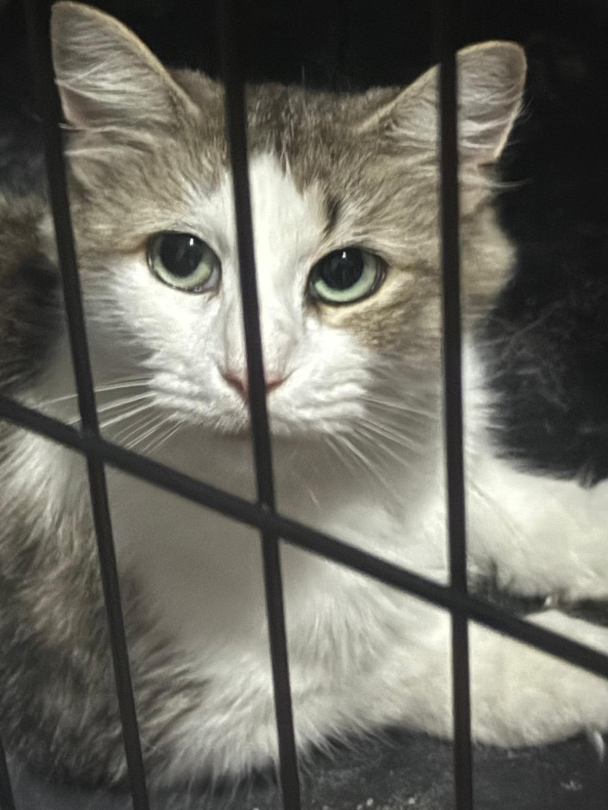 Save Union's Feral Cats: TNR and Care campaign photo, 4 of 5