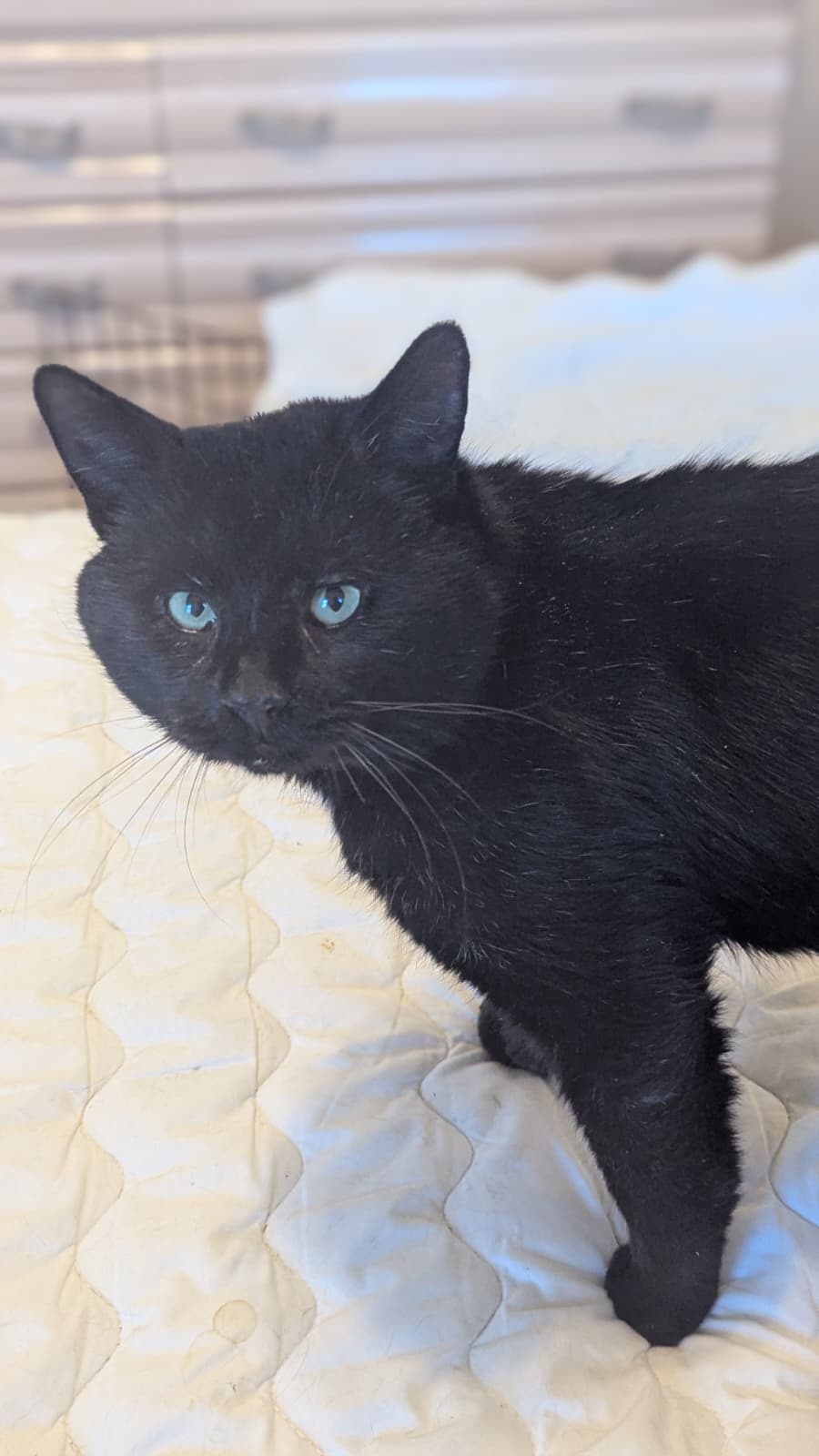 Save Union's Feral Cats: TNR and Care campaign photo, 2 of 5
