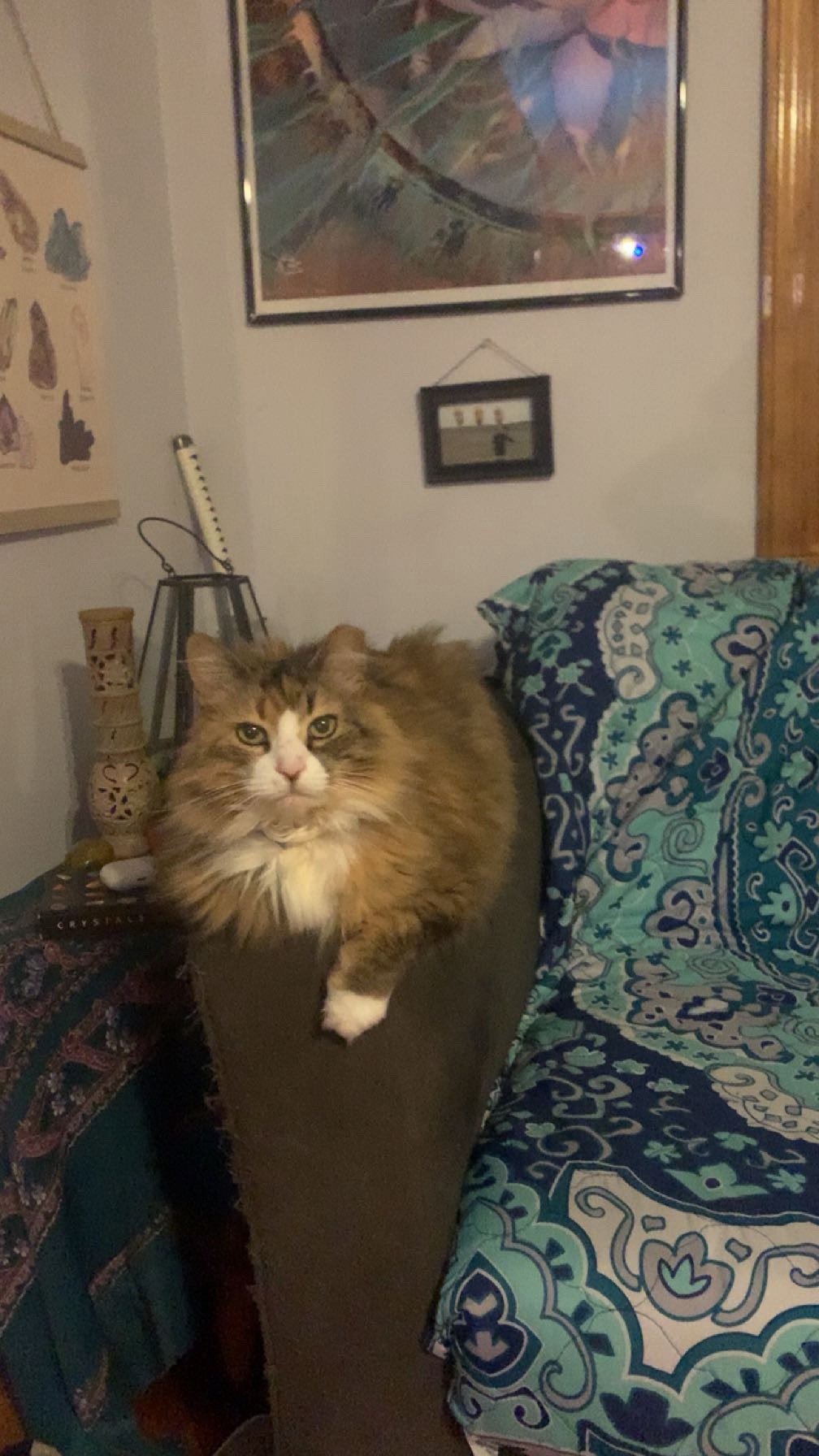 Help Save Skyler’s Beloved Cat Peaches campaign photo, 5 of 6
