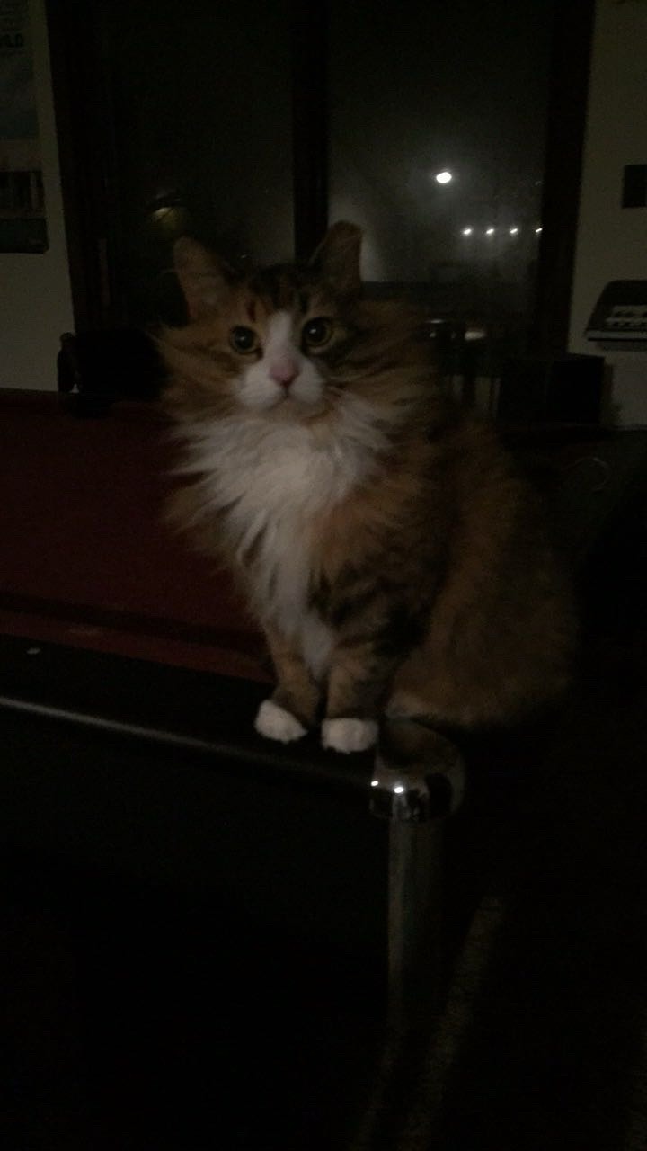 Help Save Skyler’s Beloved Cat Peaches campaign photo, 2 of 6