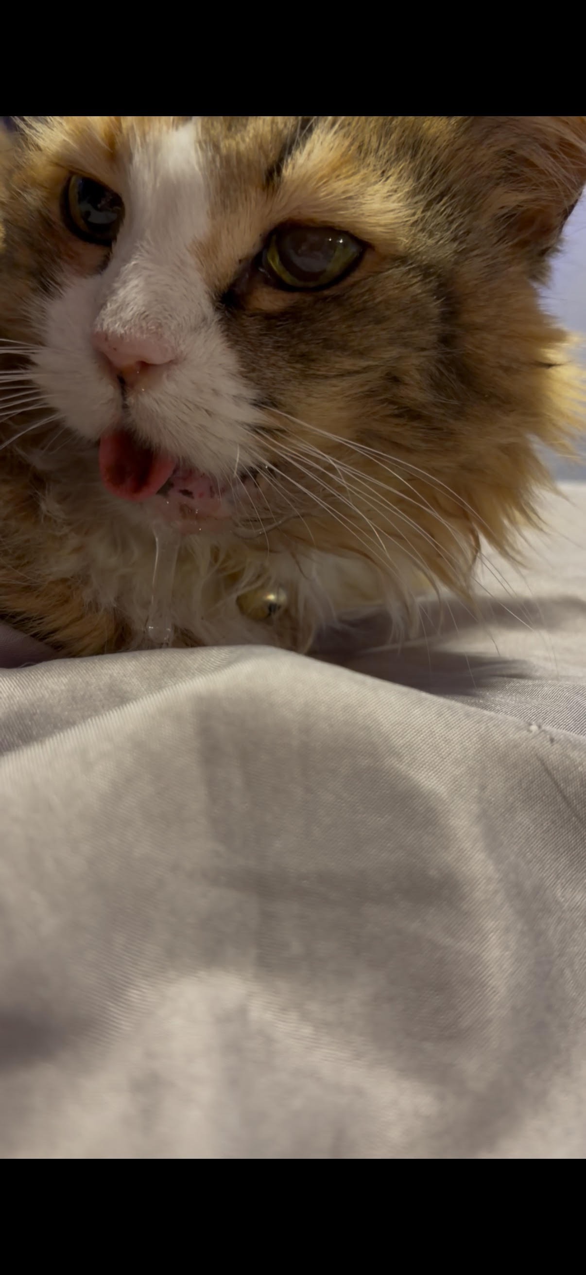 Help Save Skyler’s Beloved Cat Peaches campaign photo, 4 of 6