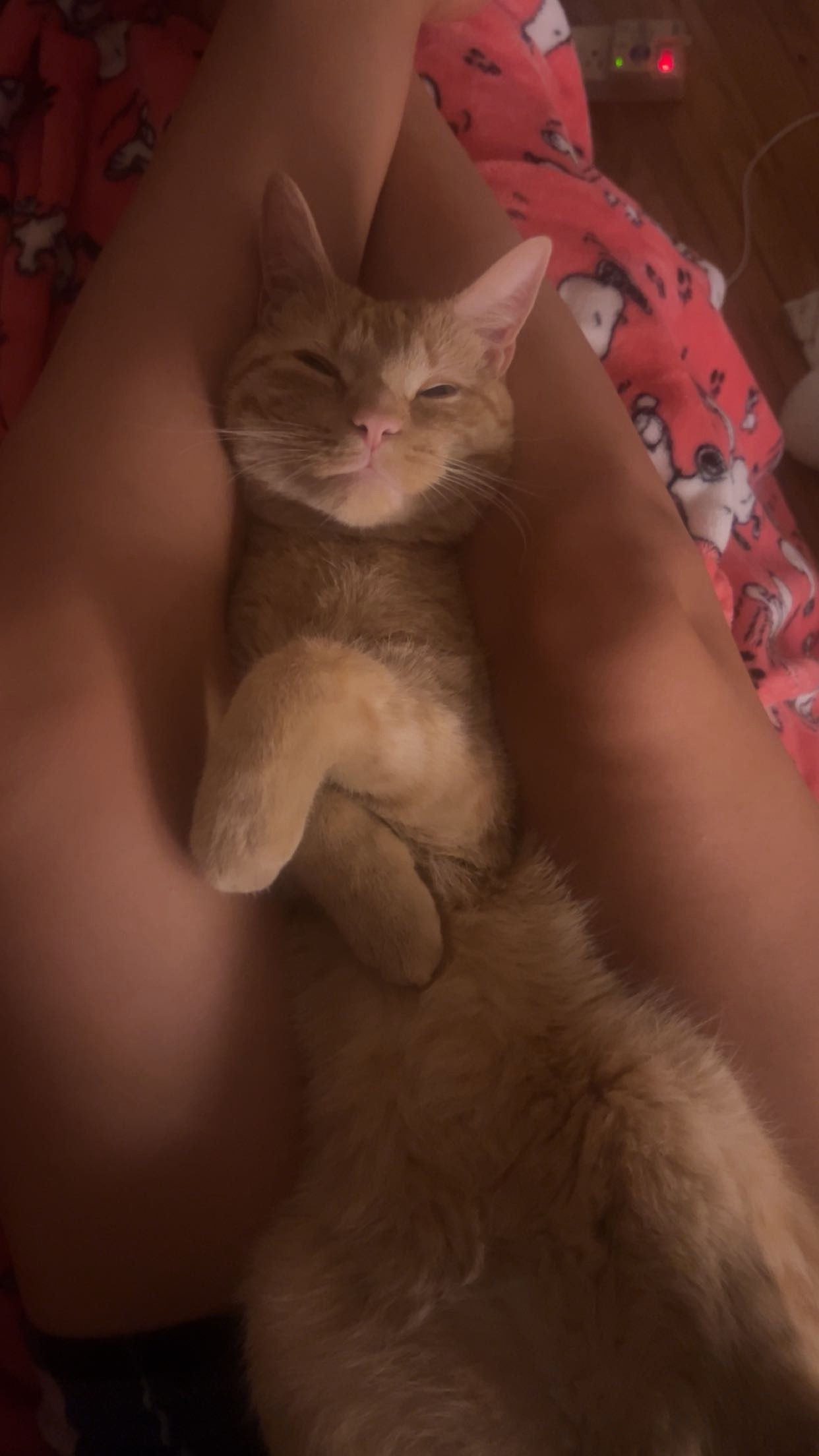 Help Peach Recover from Kidney Failure campaign photo, 7 of 8