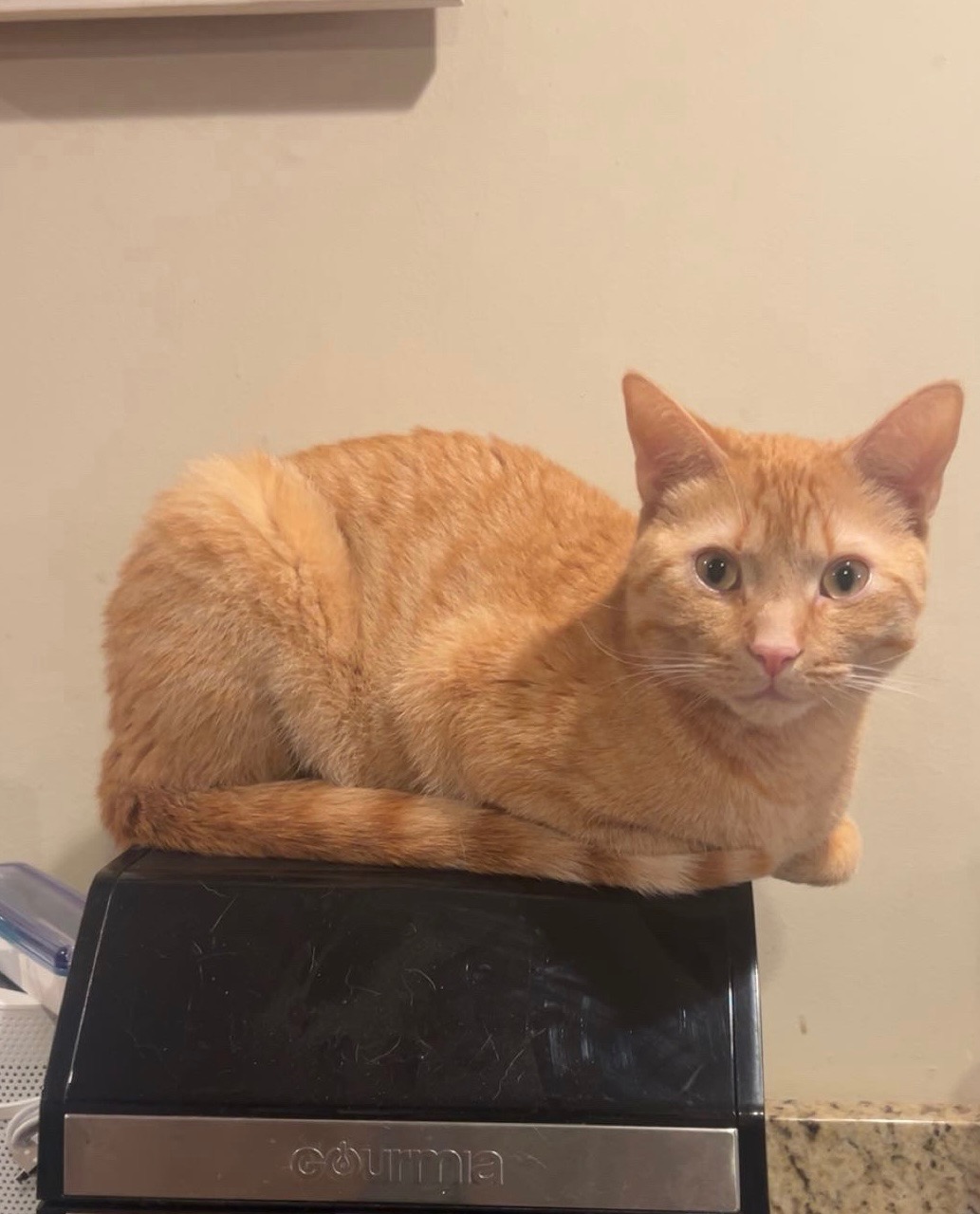 Help Peach Recover from Kidney Failure campaign photo, 4 of 8