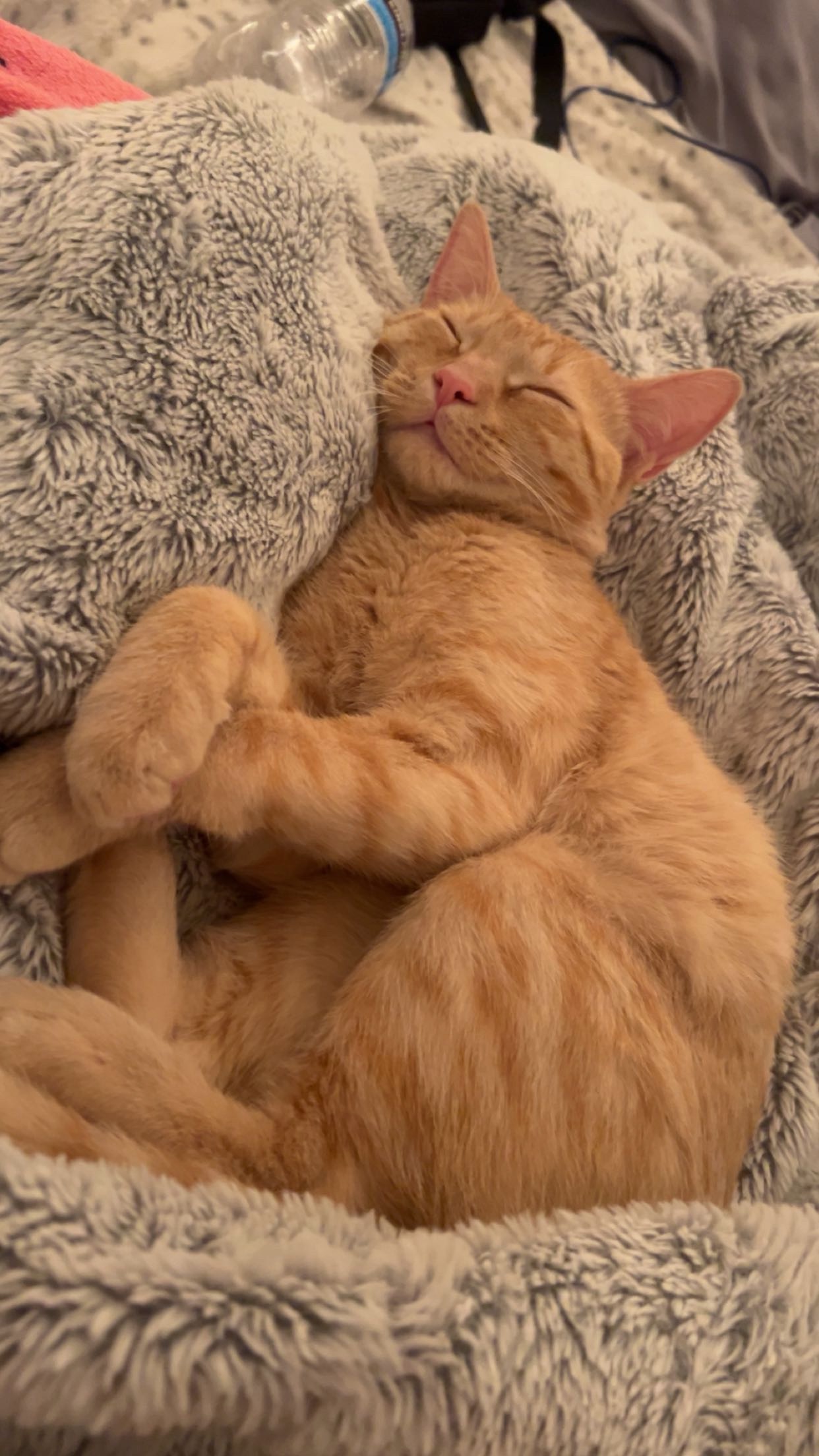 Help Peach Recover from Kidney Failure campaign photo, 2 of 8