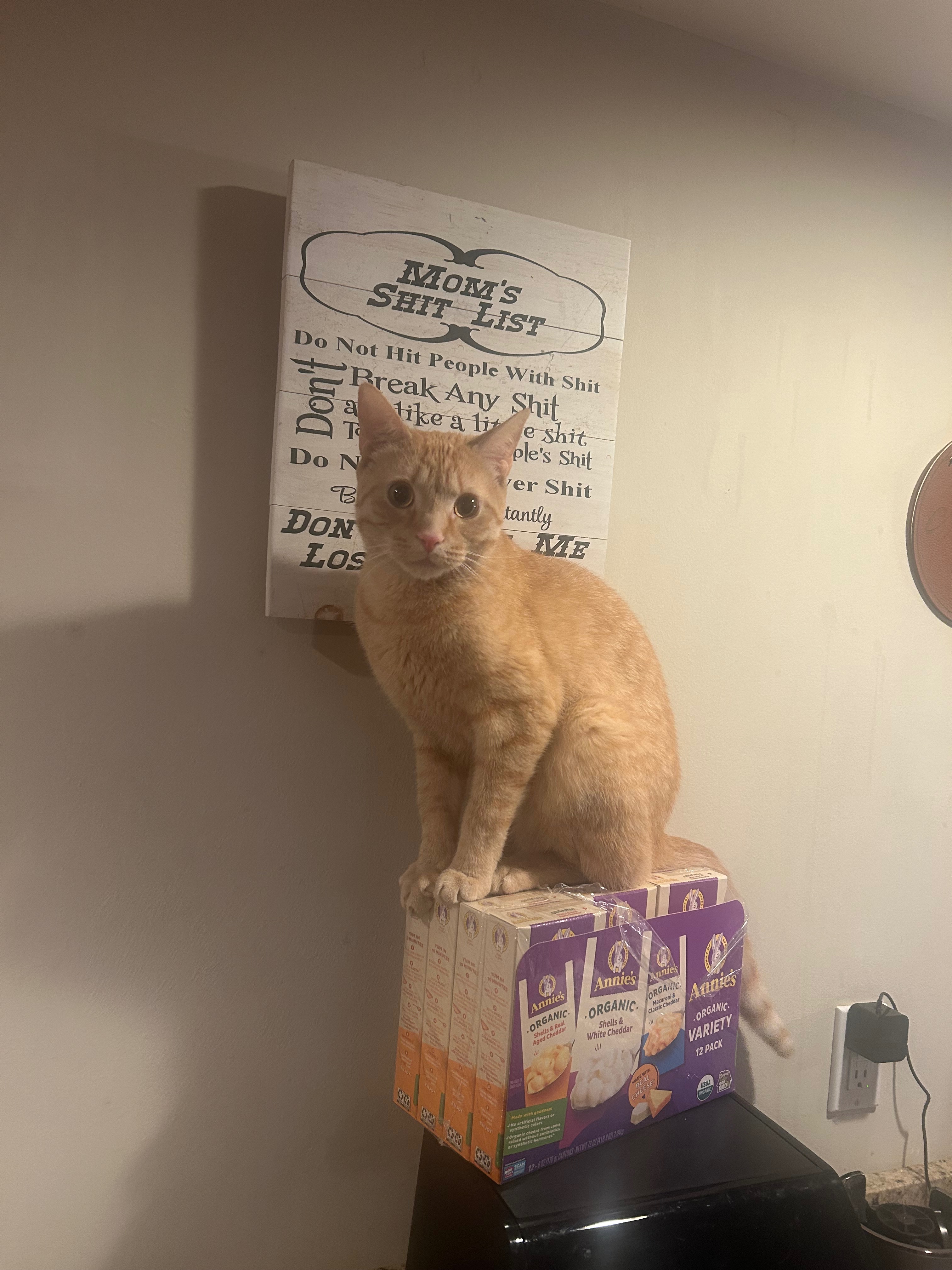Help Peach Recover from Kidney Failure campaign photo, 6 of 8
