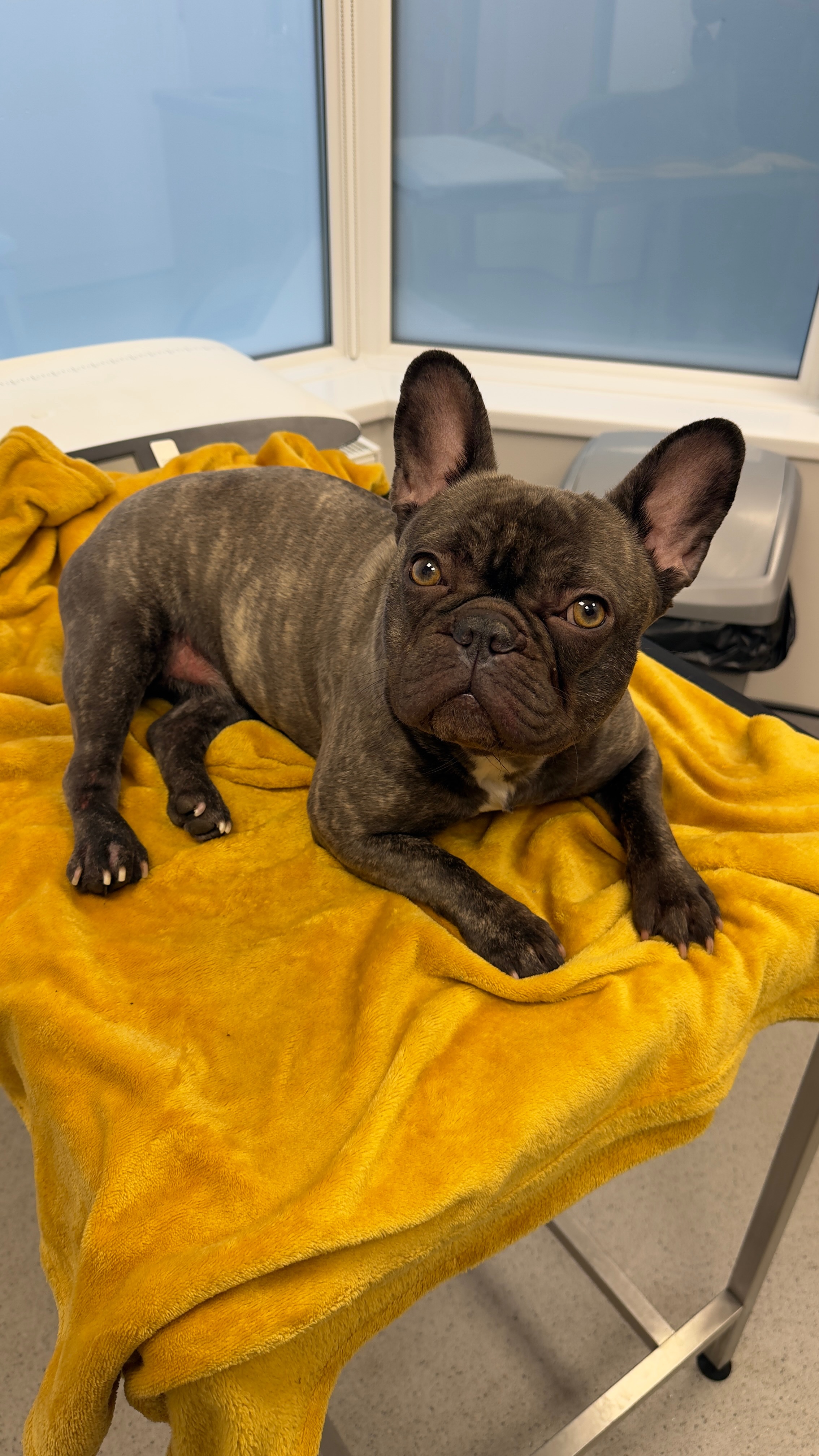 Support Needed for My French Bulldog’s Urgent Medical Care campaign photo, 7 of 8