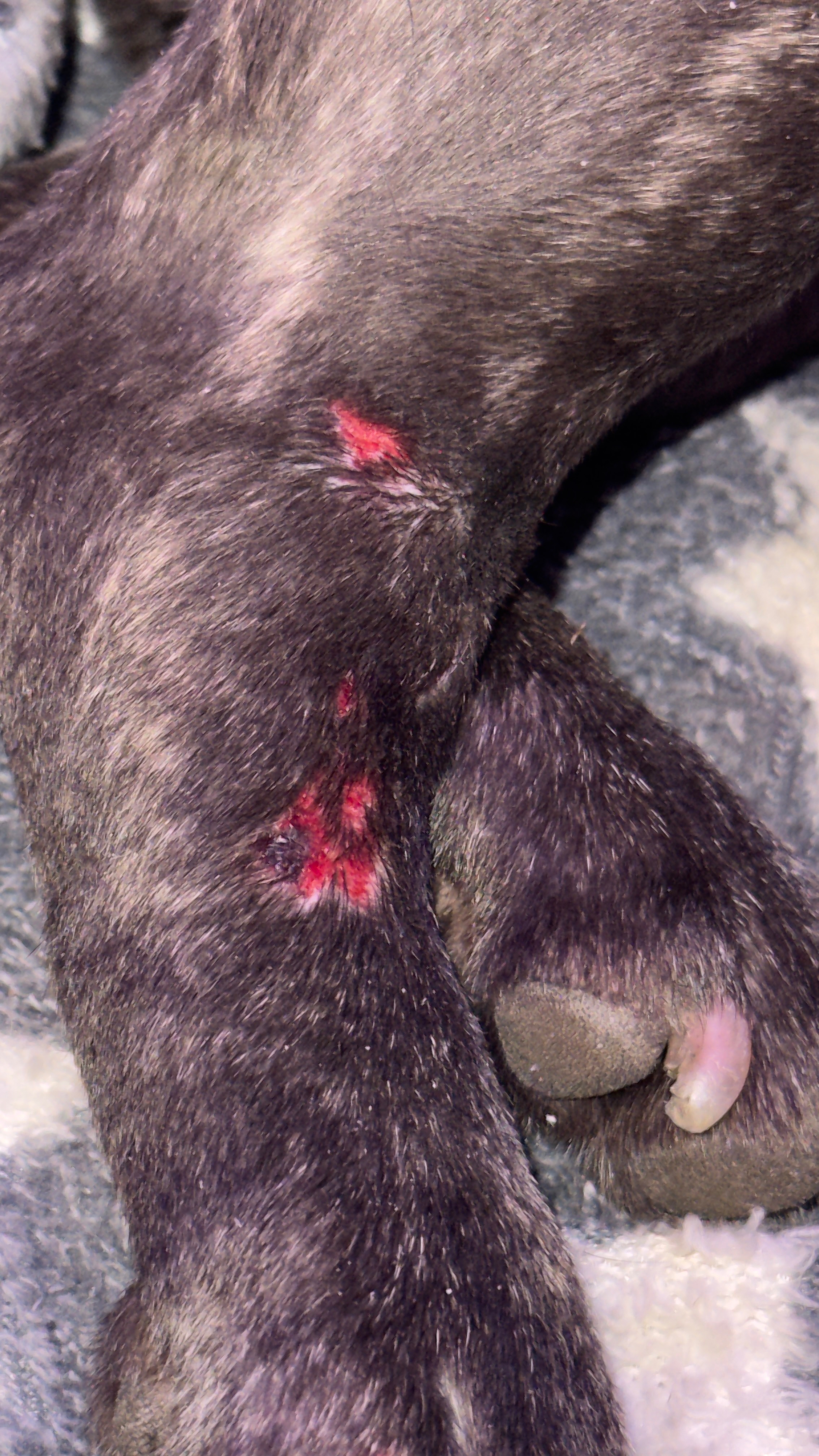 Support Needed for My French Bulldog’s Urgent Medical Care campaign photo, 2 of 8