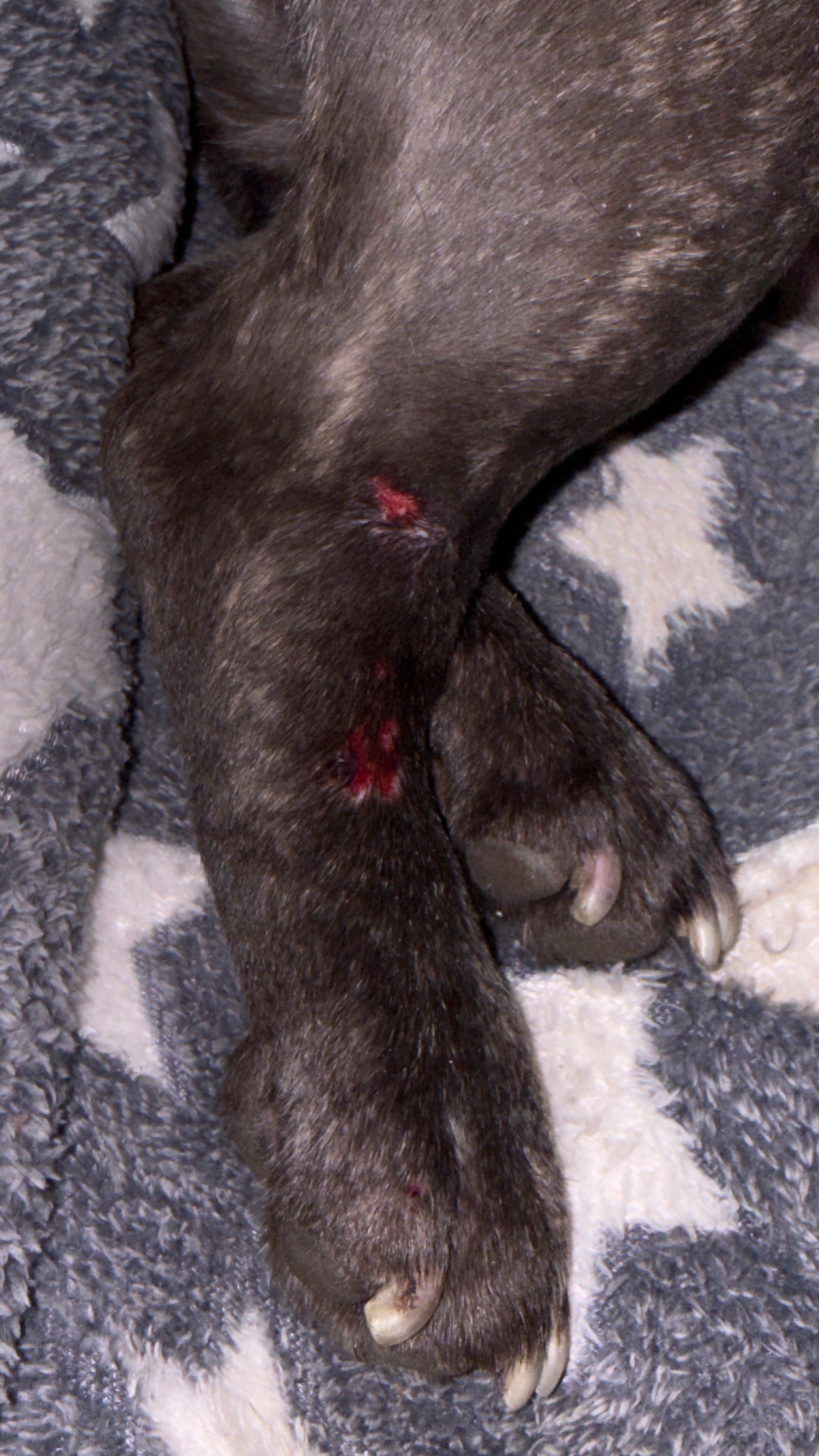 Support Needed for My French Bulldog’s Urgent Medical Care campaign photo, 4 of 8