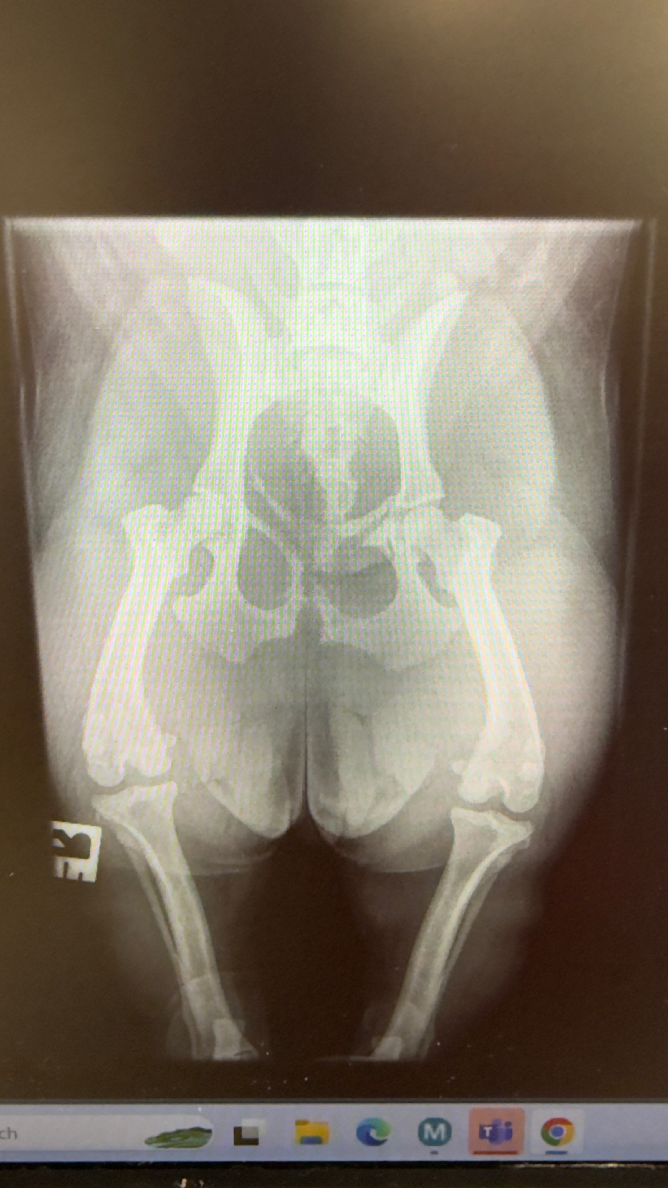 Support Needed for My French Bulldog’s Urgent Medical Care campaign photo, 5 of 8