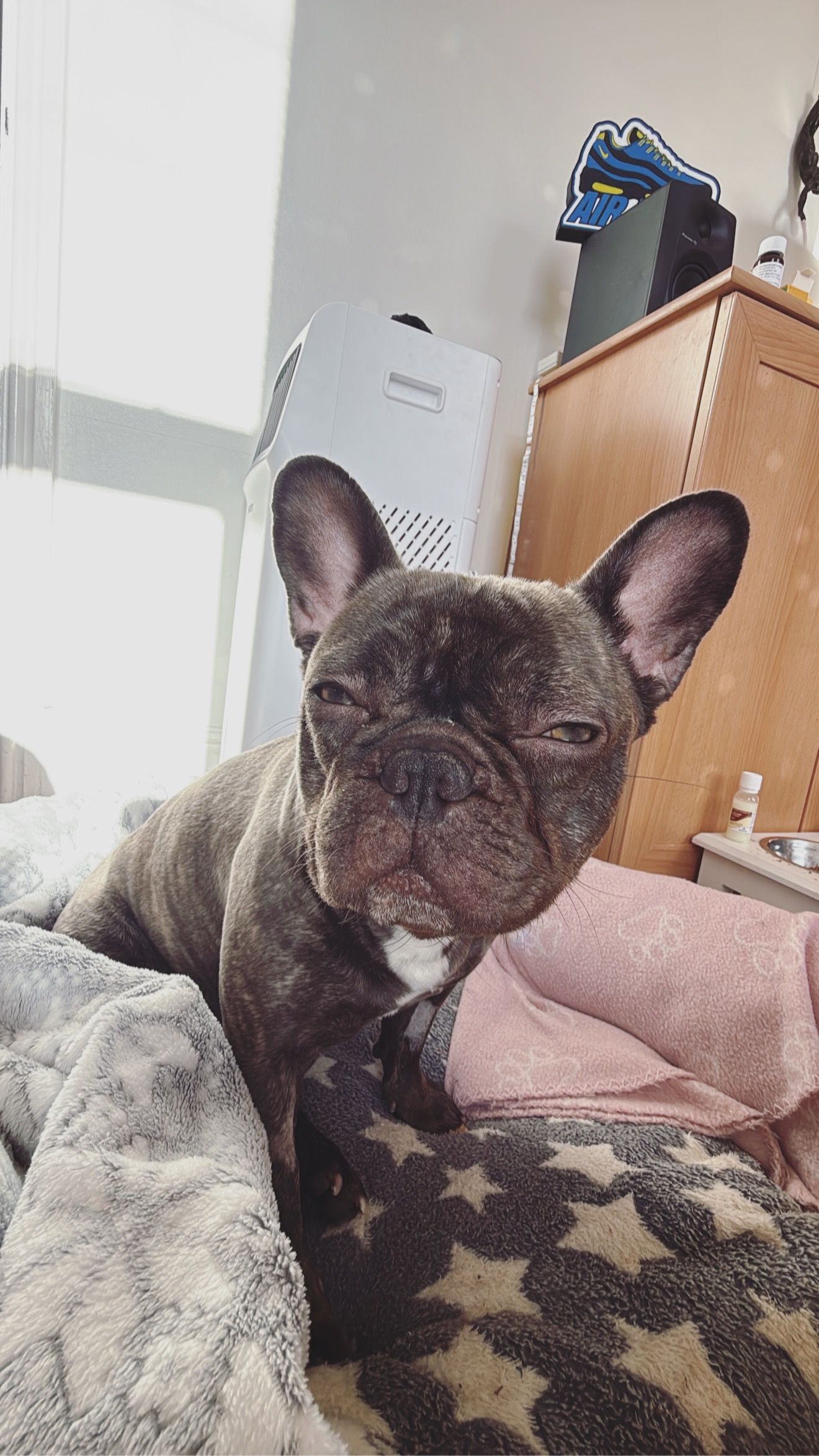 Support Needed for My French Bulldog’s Urgent Medical Care campaign photo, 6 of 8