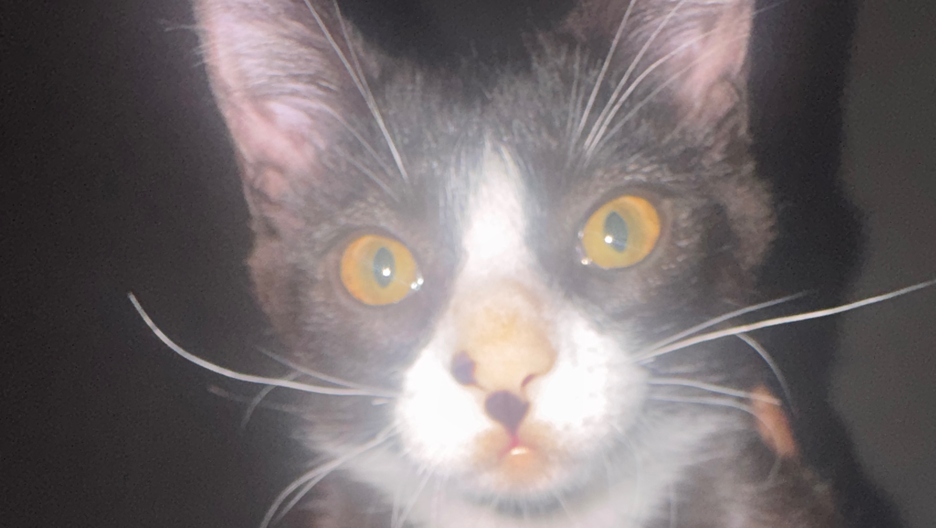 Help Our Rescued Tuxedo Cat Thrive photo