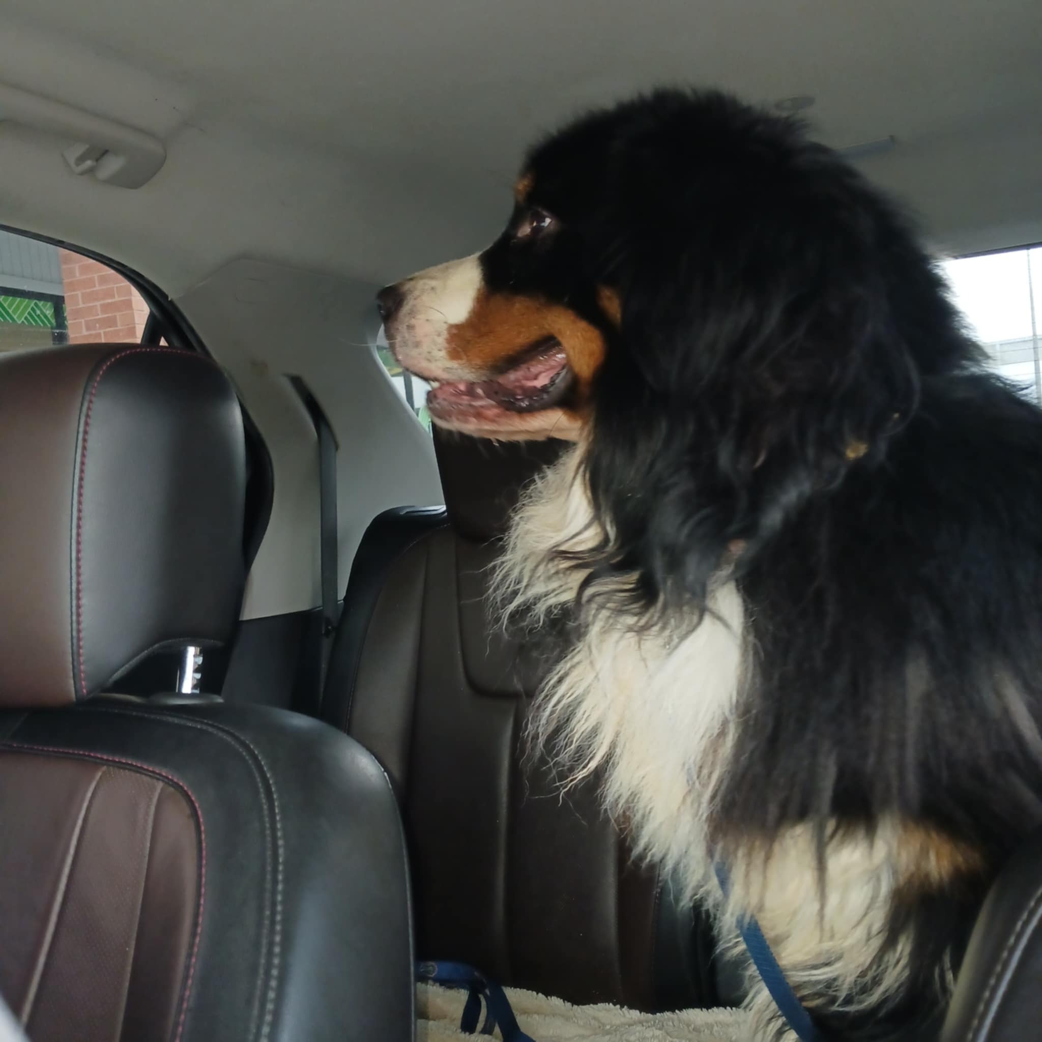 Help Save Zeke, Our Beloved Bernese Mountain Dog campaign photo, 6 of 7