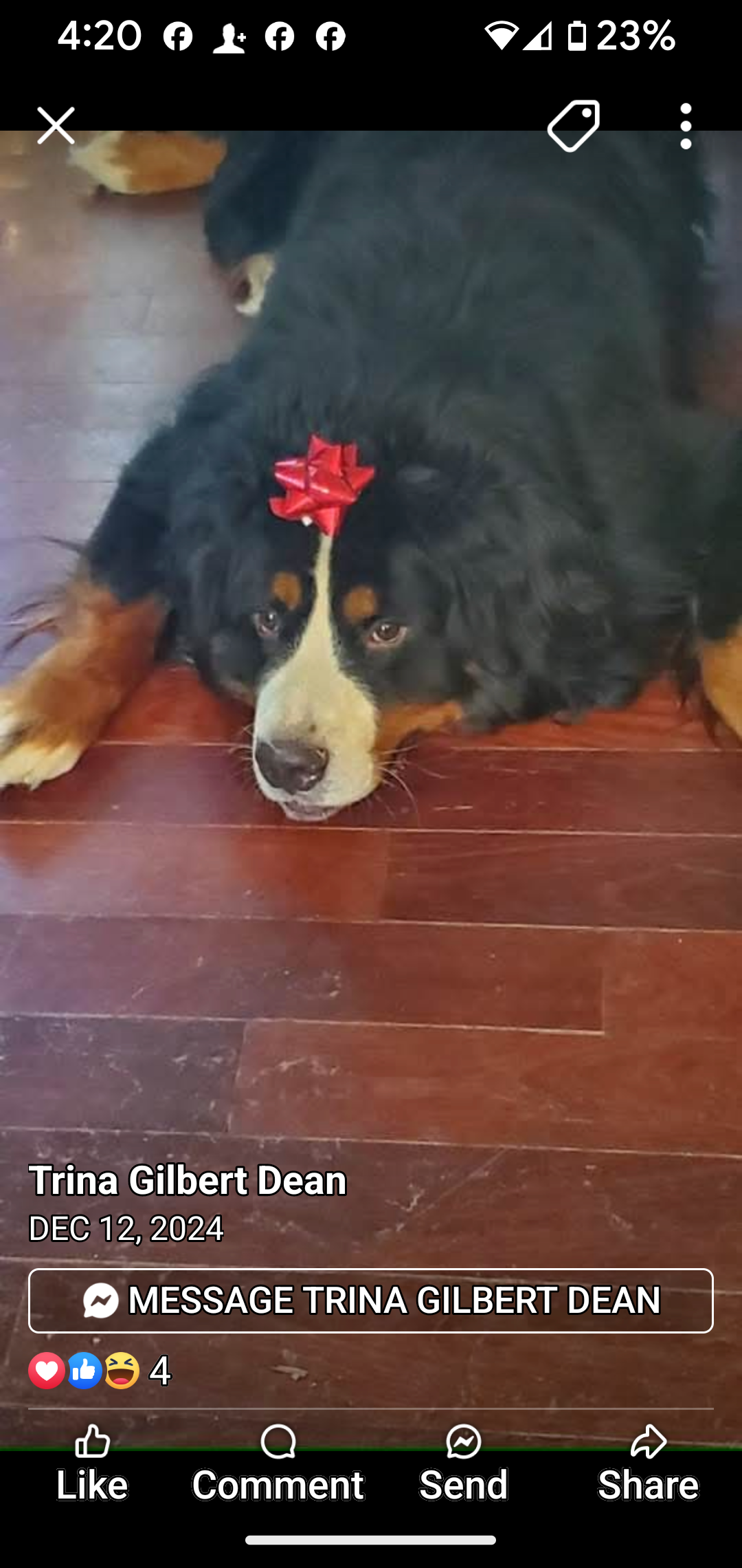 Help Save Zeke, Our Beloved Bernese Mountain Dog campaign photo, 5 of 7
