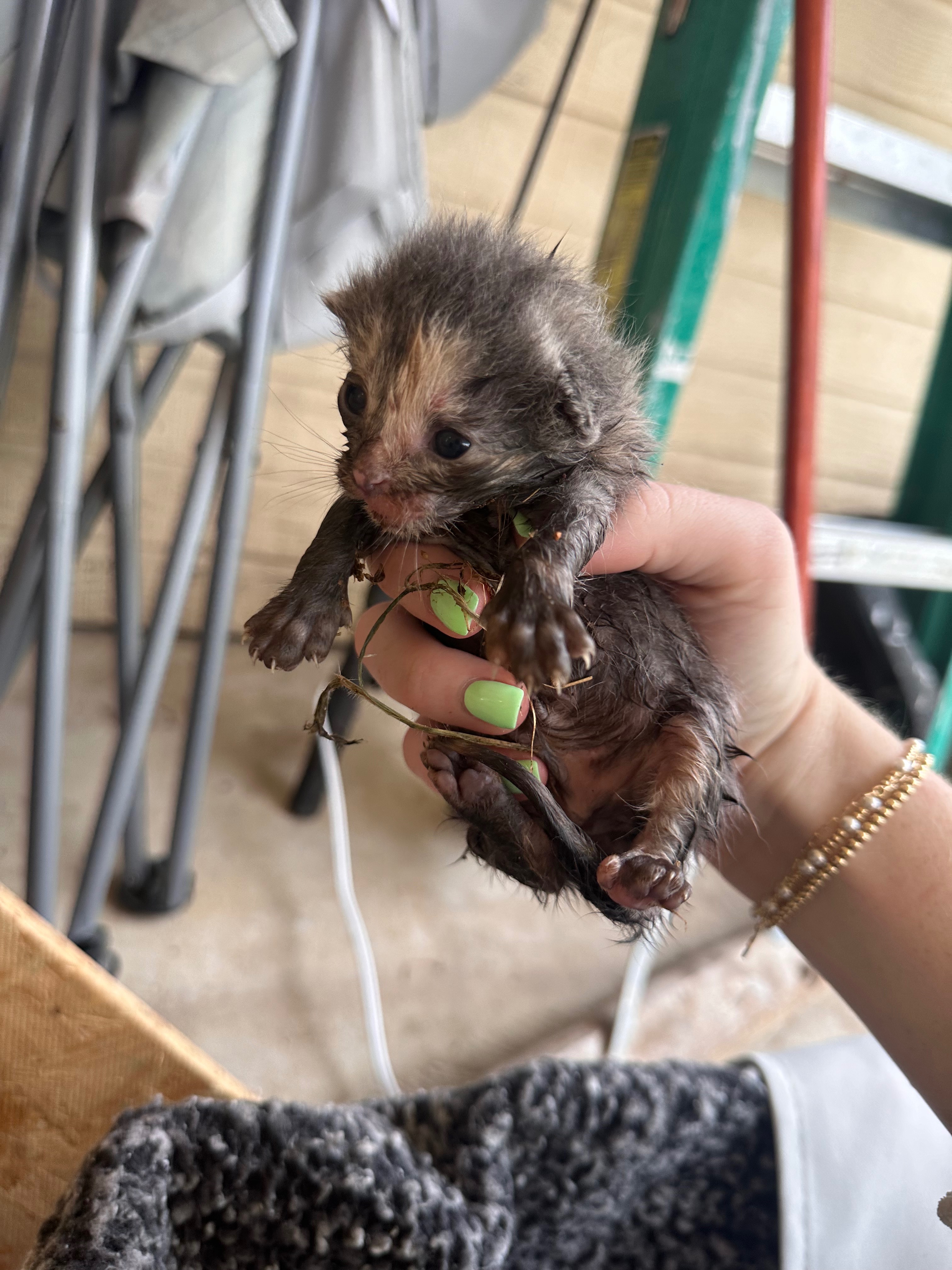 Kampagnen-Foto für Help End Suffering for College St Cats, 7 von 8