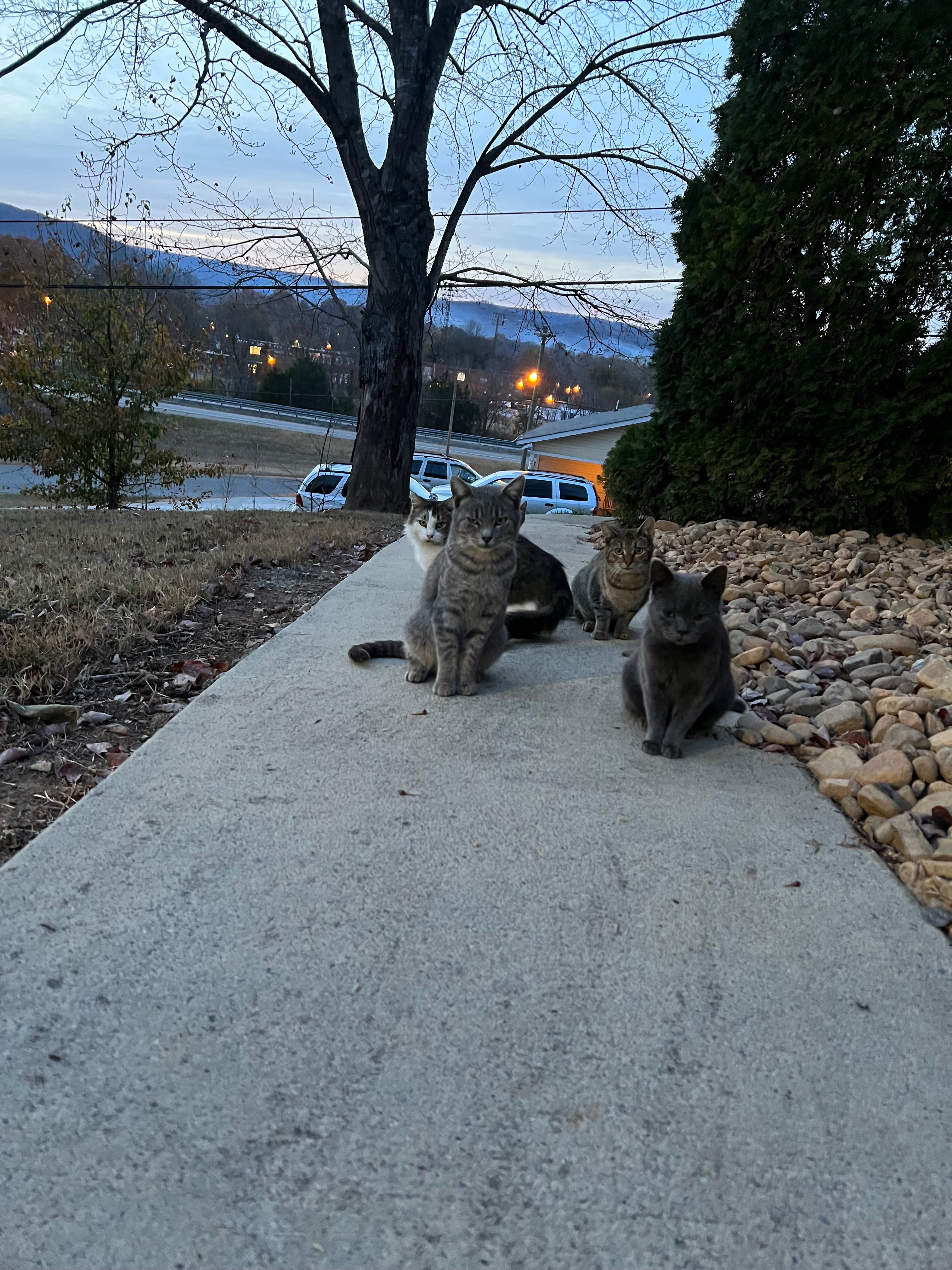 Kampagnen-Foto für Help End Suffering for College St Cats, 6 von 8