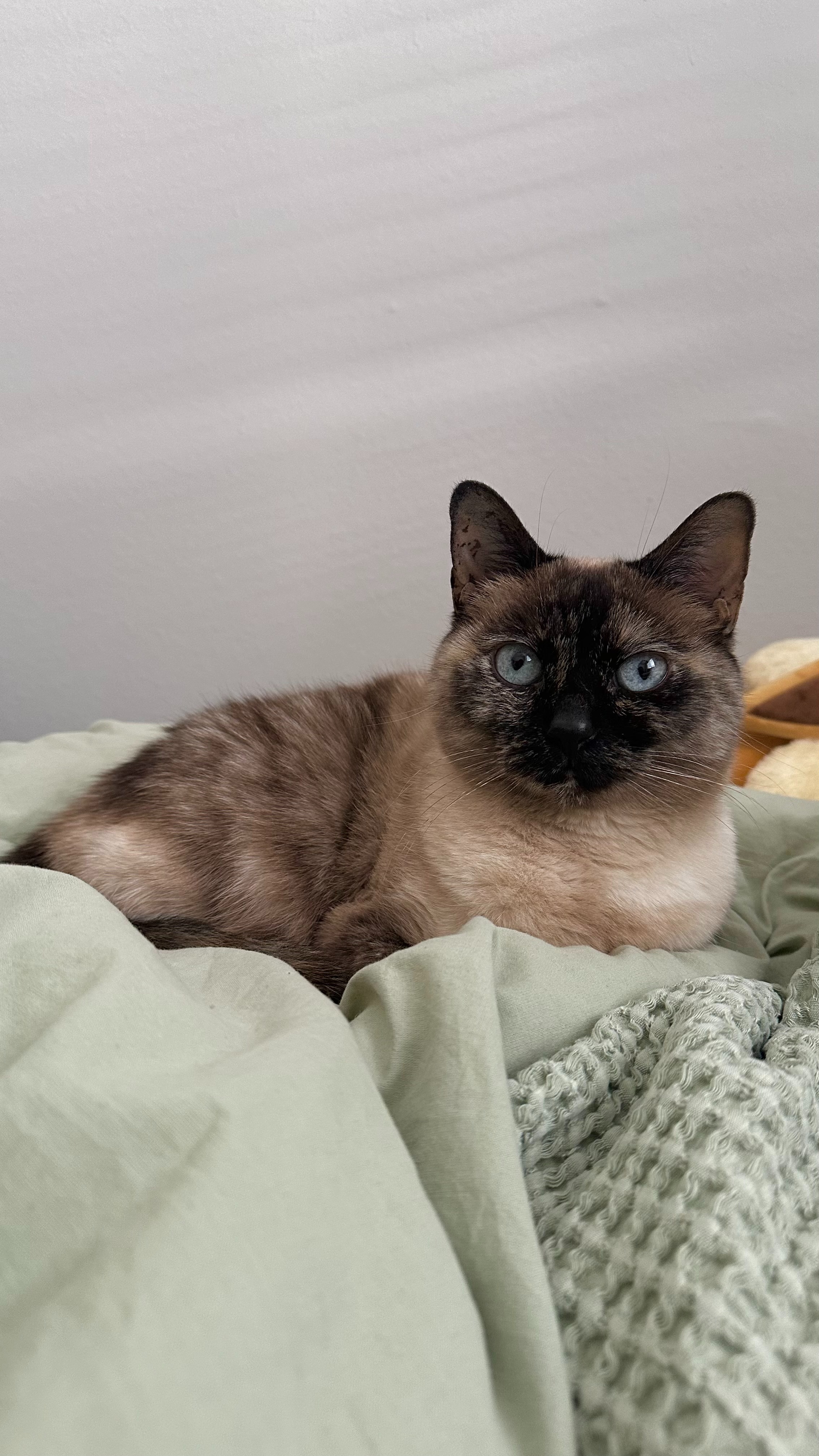 Help Pricilla's Cat Get Life-Saving Surgery campaign photo, 6 of 6