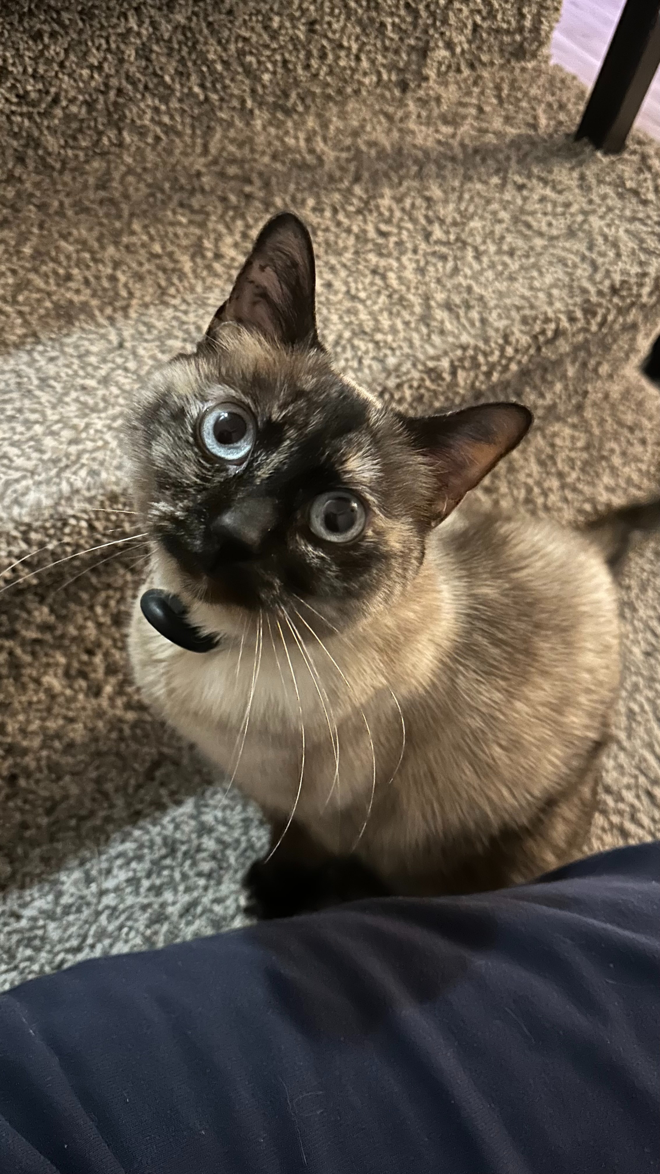 Help Pricilla's Cat Get Life-Saving Surgery campaign photo, 2 of 6