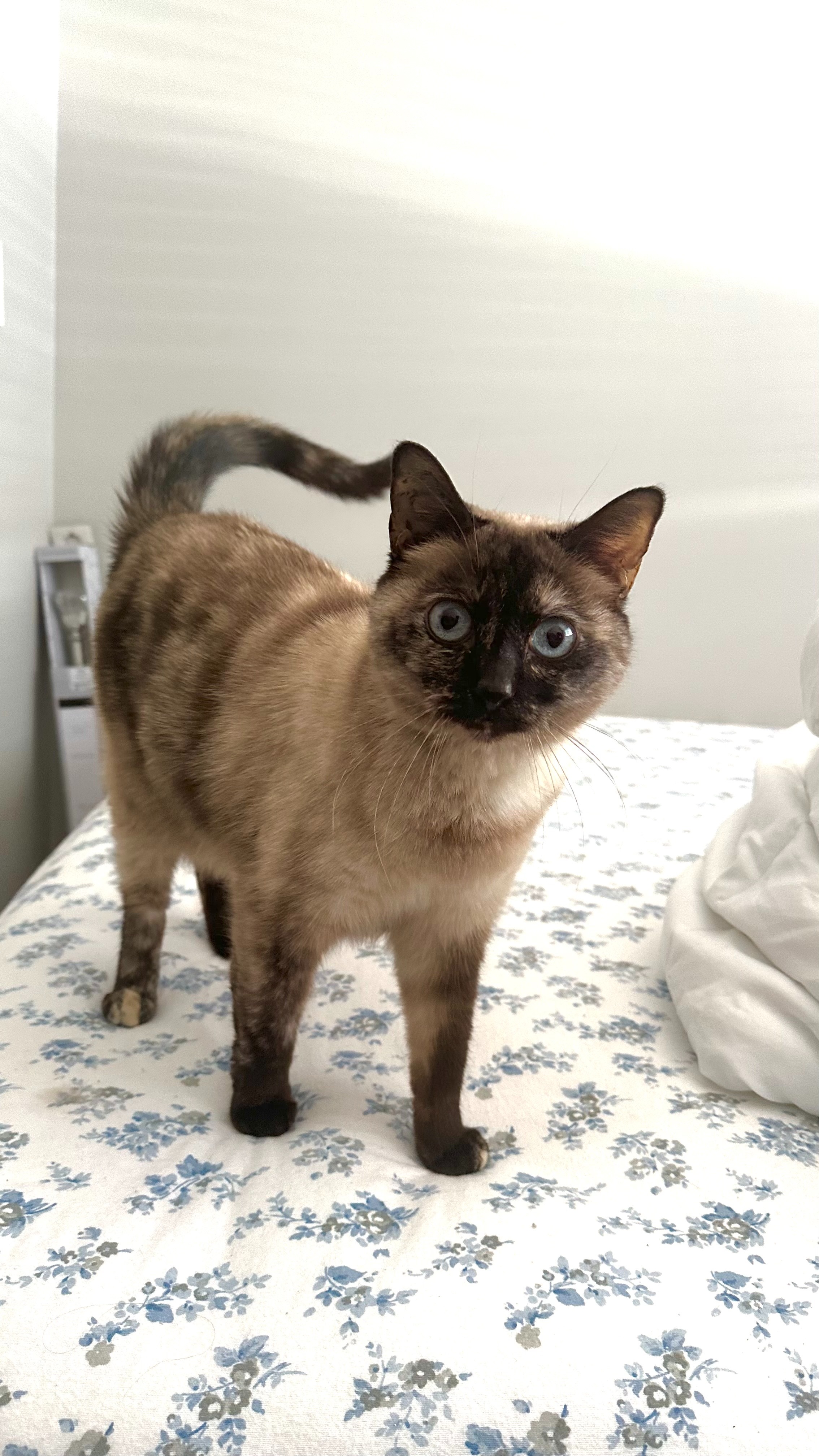Help Pricilla's Cat Get Life-Saving Surgery campaign photo, 4 of 6