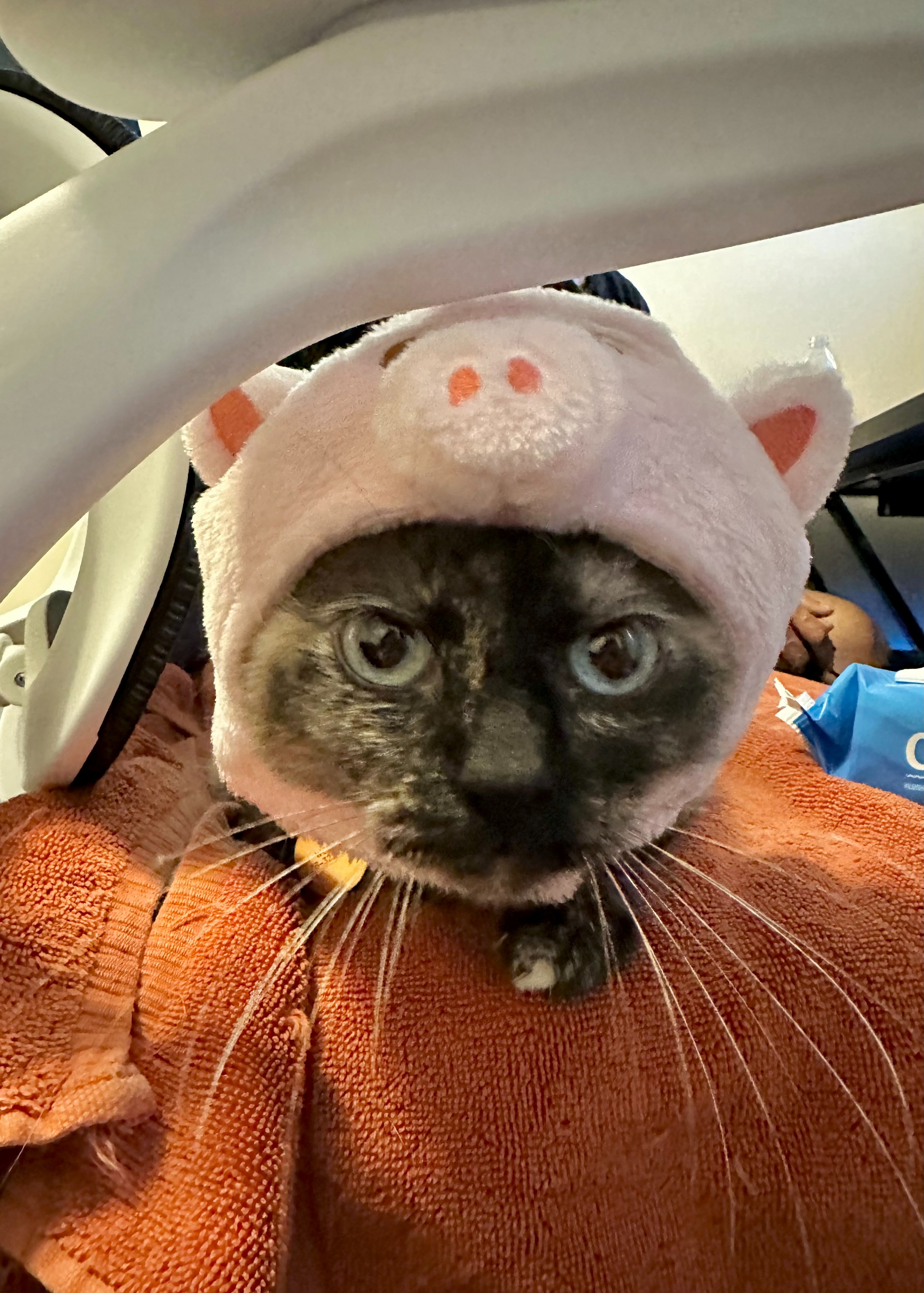 Help Pricilla's Cat Get Life-Saving Surgery campaign photo, 5 of 6