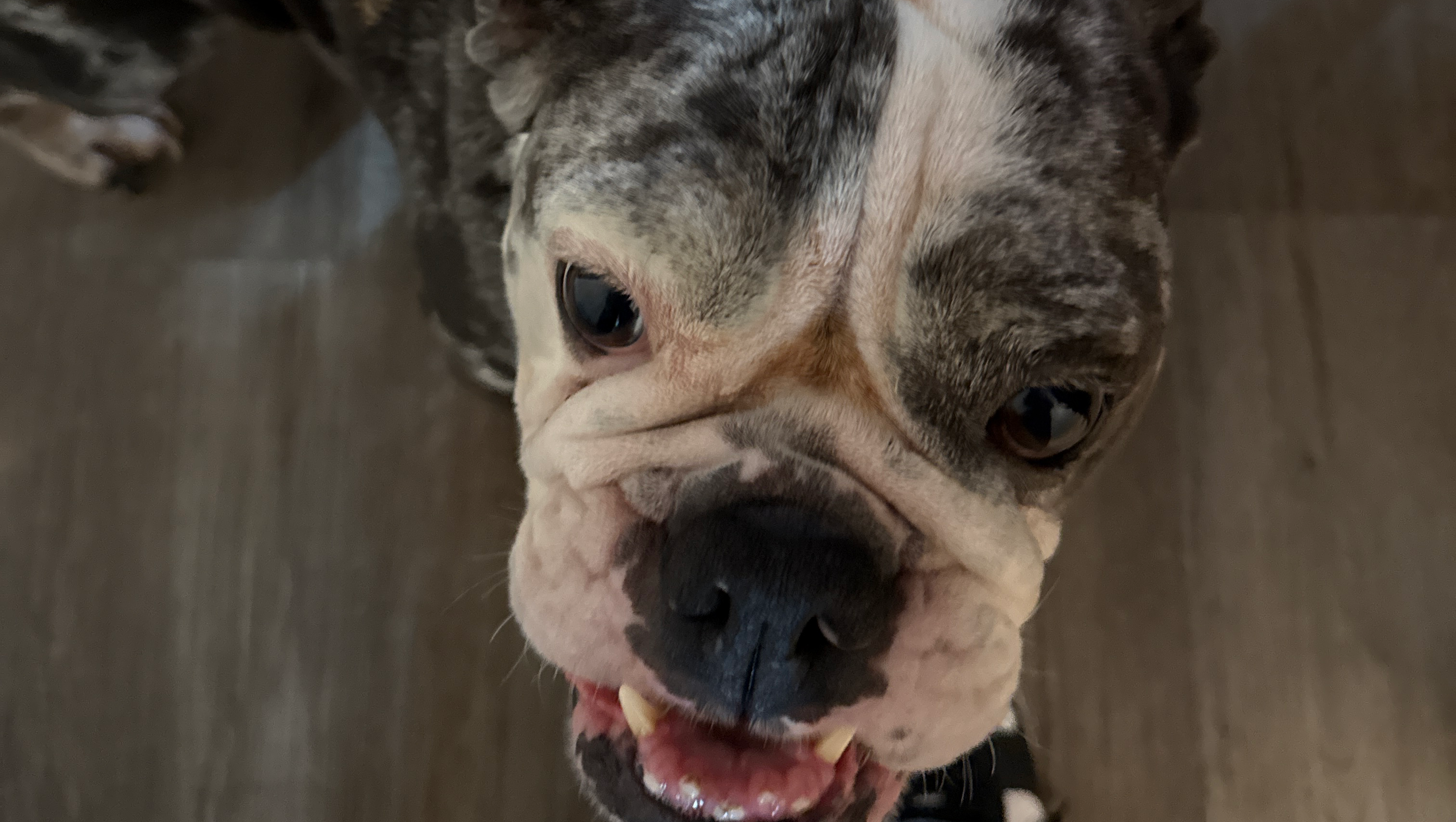 Support for My Dog’s Emergency Surgery Costs photo