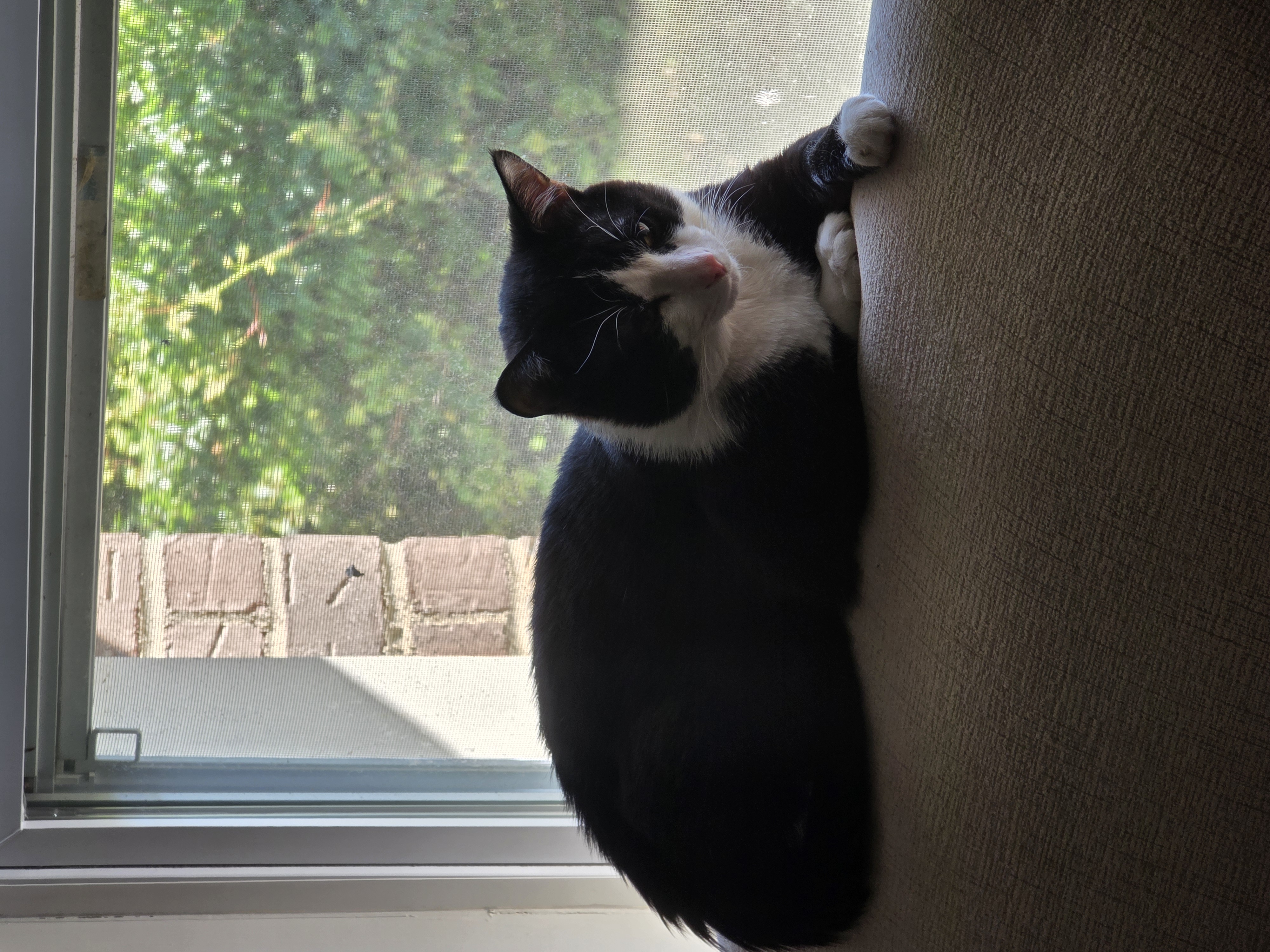 Help Jerry Fix His Cats campaign photo, 5 of 6