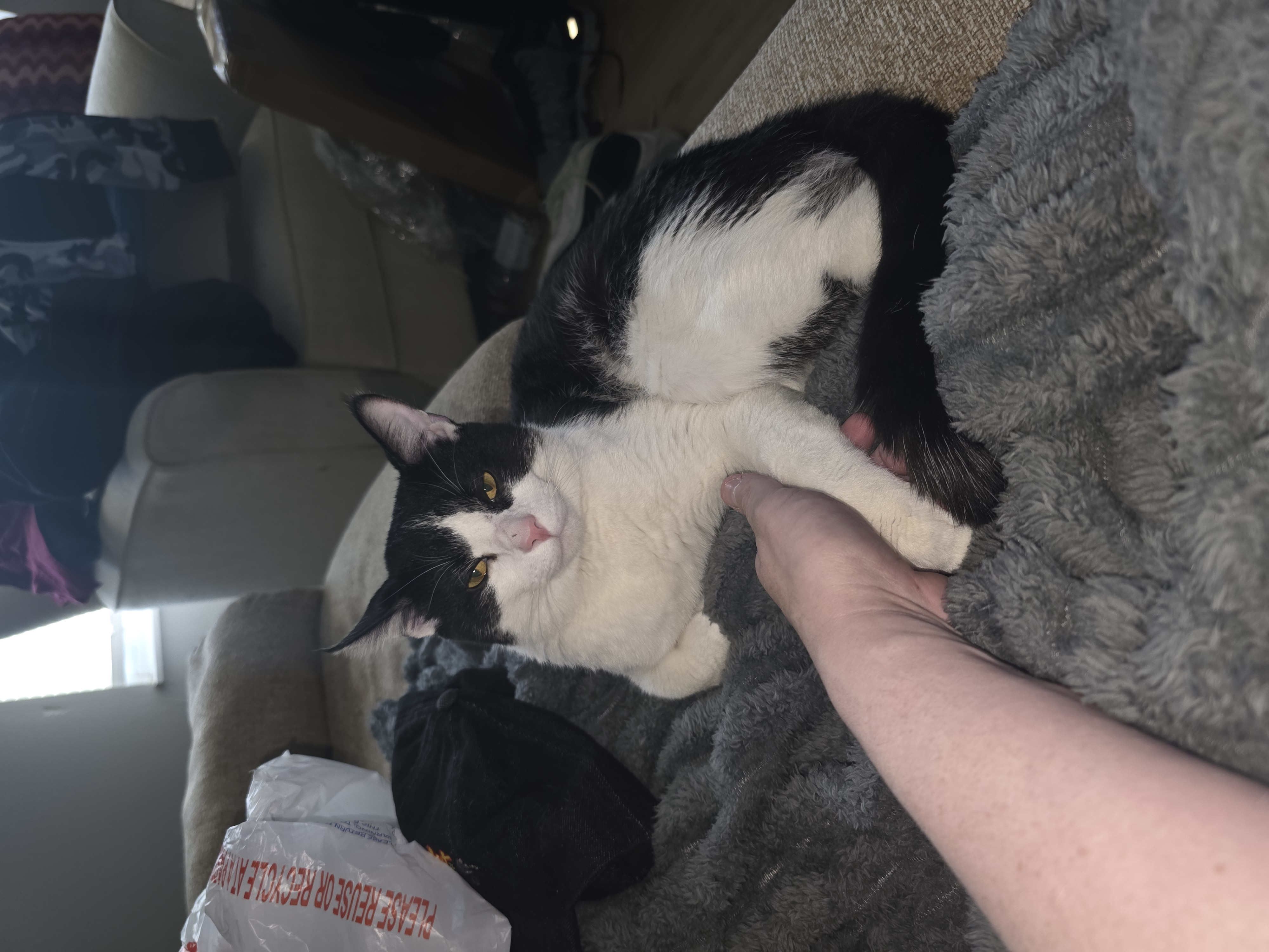Help Jerry Fix His Cats campaign photo, 2 of 6