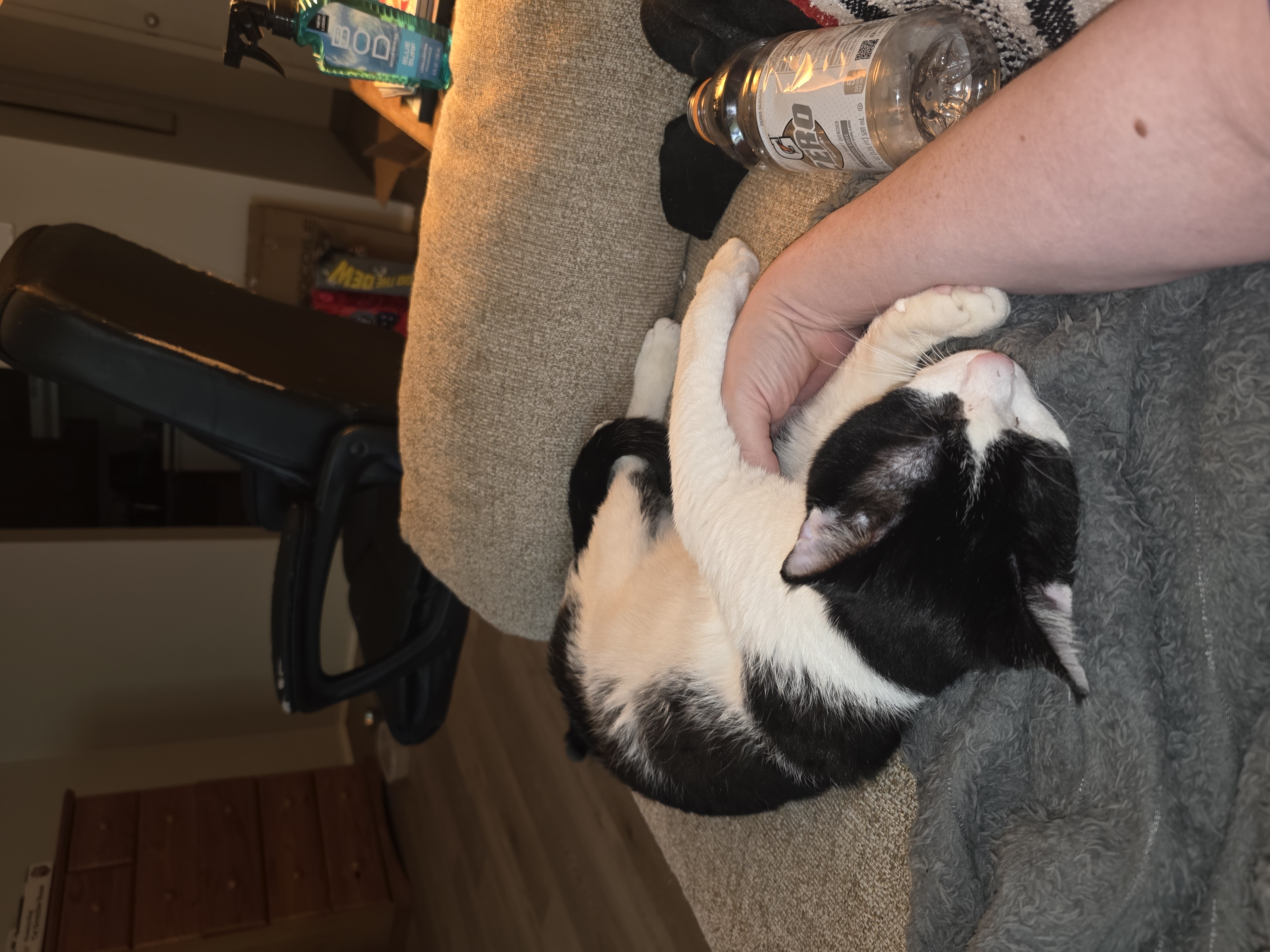 Help Jerry Fix His Cats campaign photo, 4 of 6