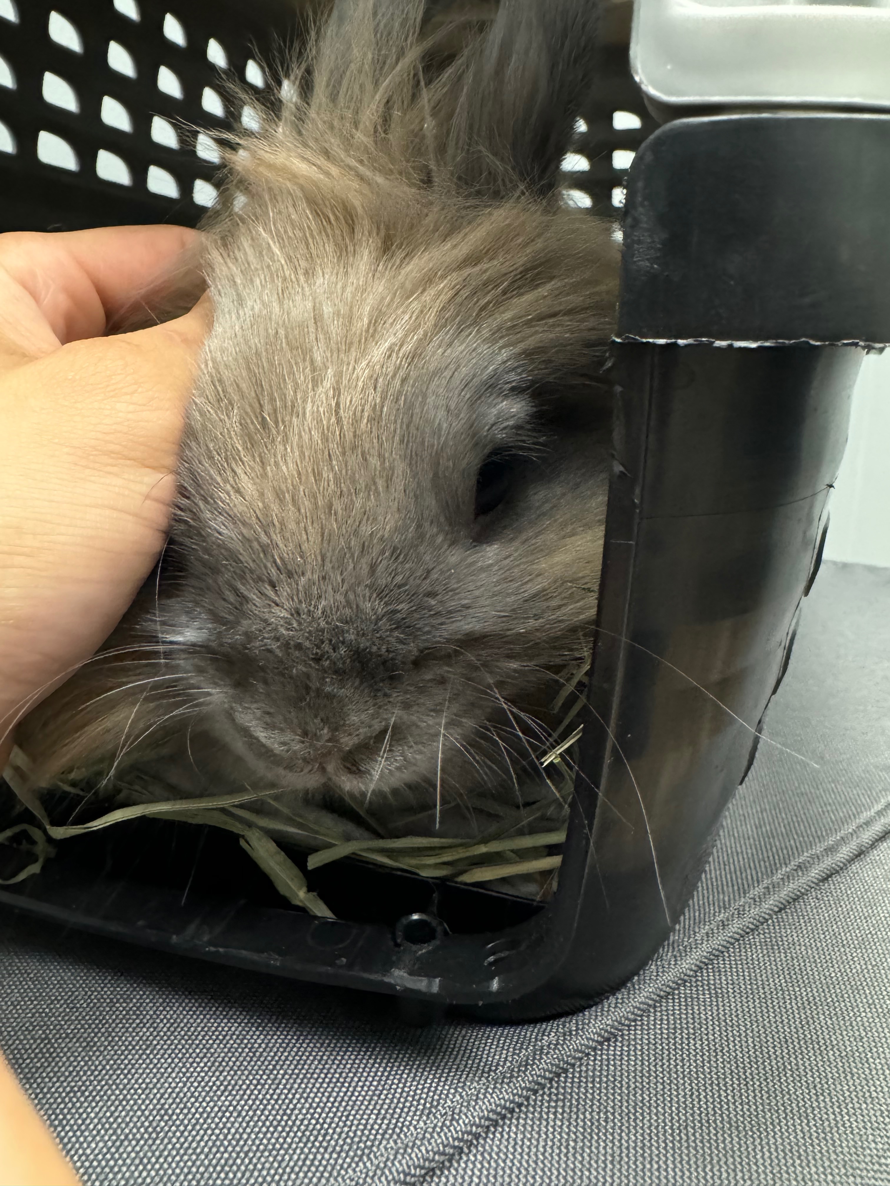 Help Save Poofs Life: Emergency Vet Funds Needed campaign photo, 5 of 6
