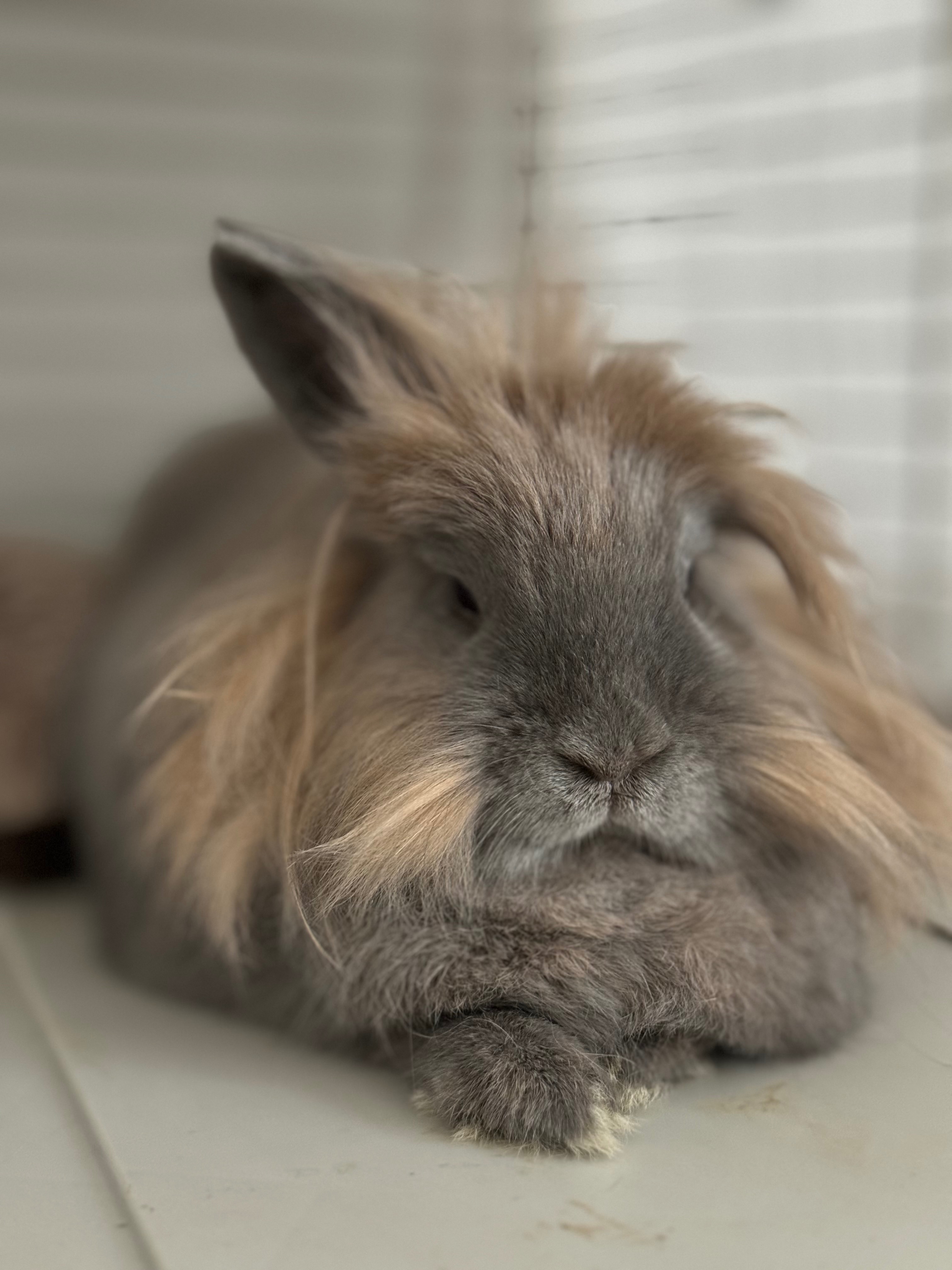 Help Save Poofs Life: Emergency Vet Funds Needed campaign photo, 2 of 6