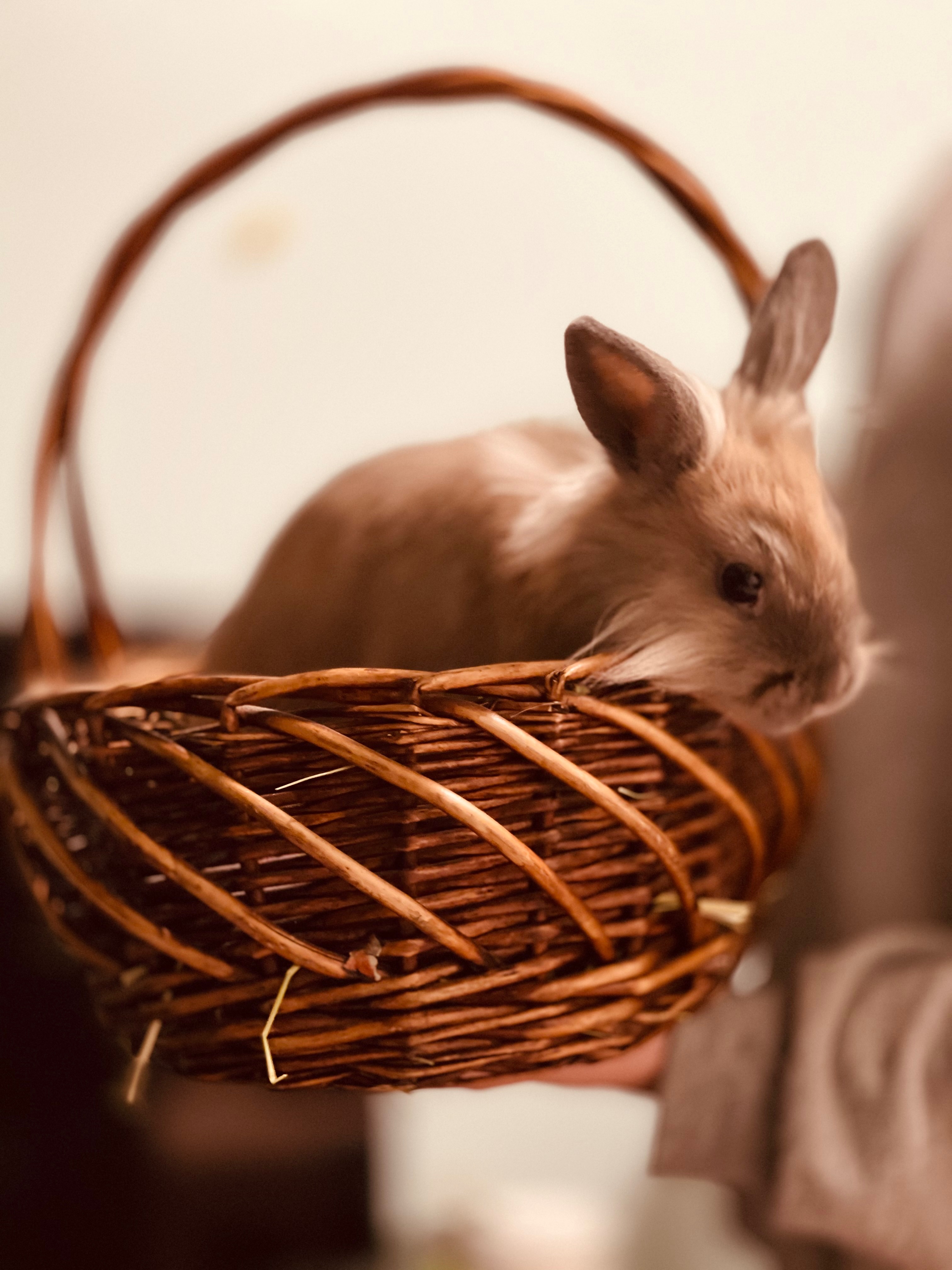 Help Save Poofs Life: Emergency Vet Funds Needed campaign photo, 4 of 6