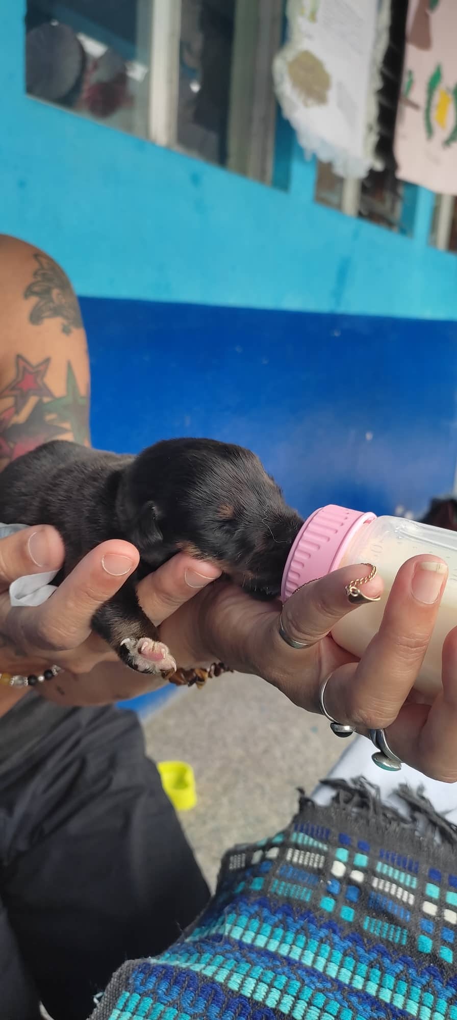 Help Me Build a Dog Sanctuary to Save the Street Dogs campaign photo, 2 of 7