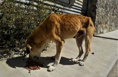 Help Me Build a Dog Sanctuary to Save the Street Dogs campaign photo, 6 of 7